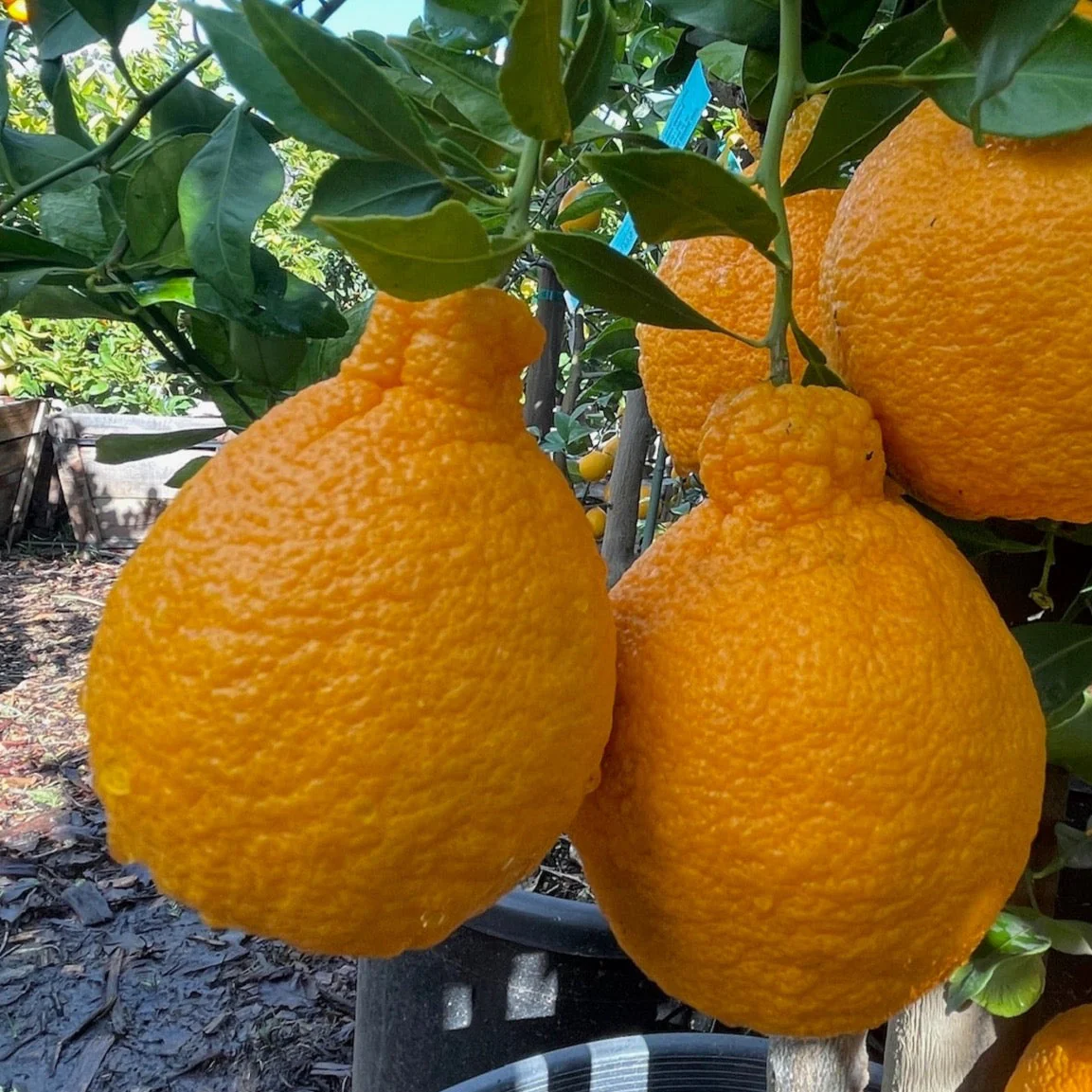 Dekopon Mandarin Tree