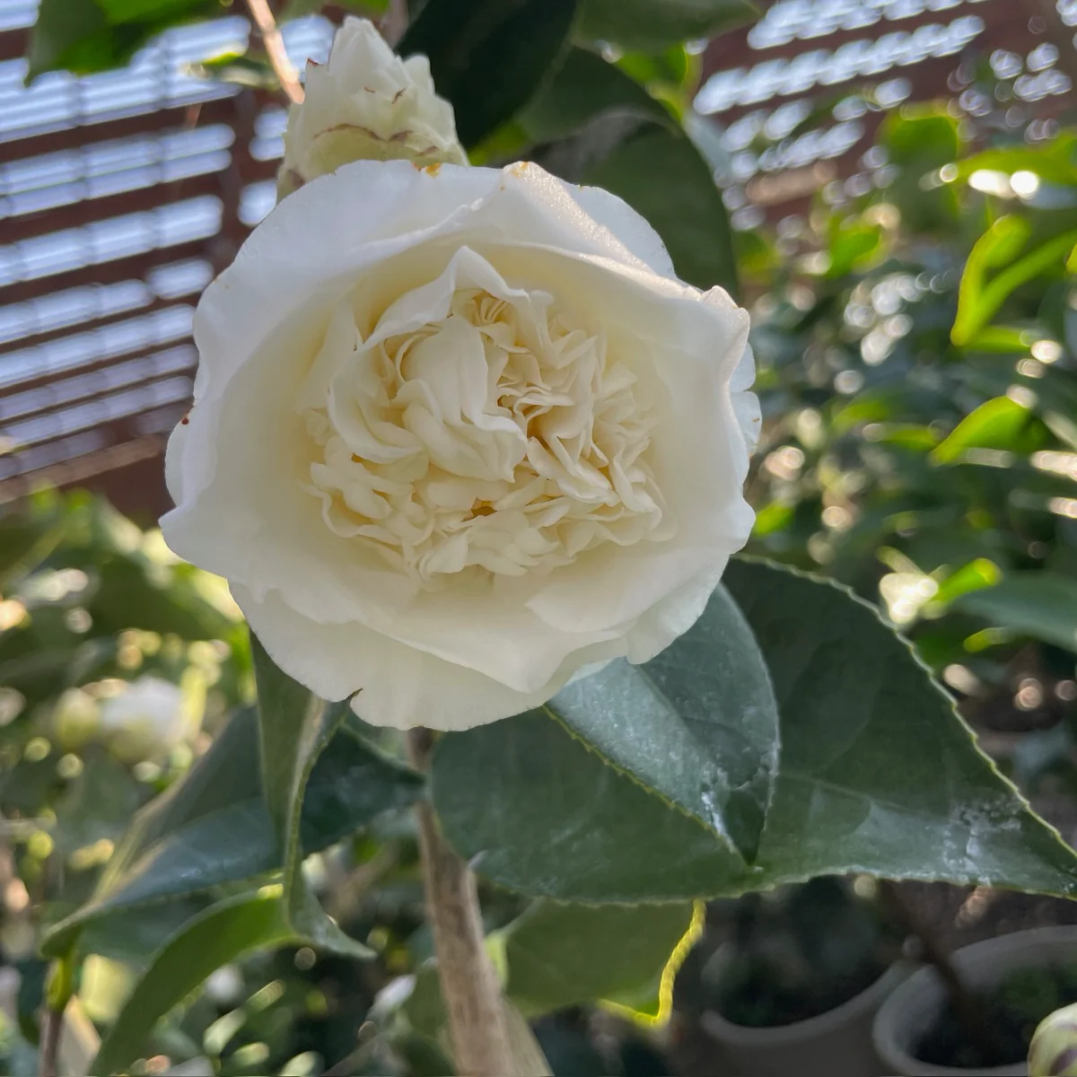 Shiro Chan Camellia - Image 1