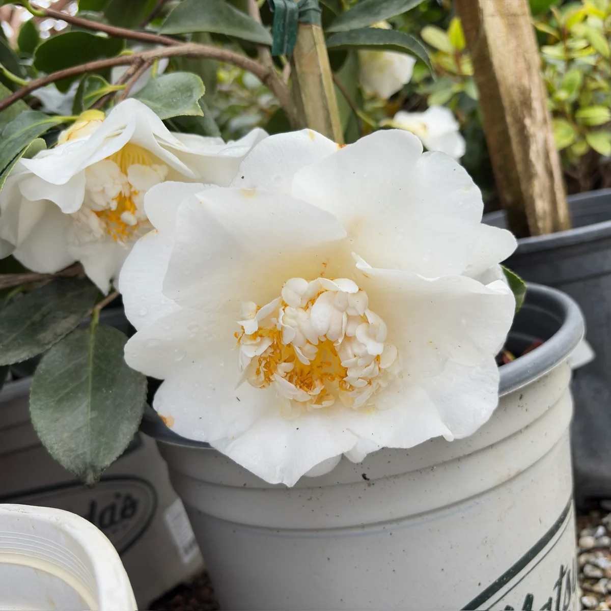 Shiro Chan Camellia - Image 2