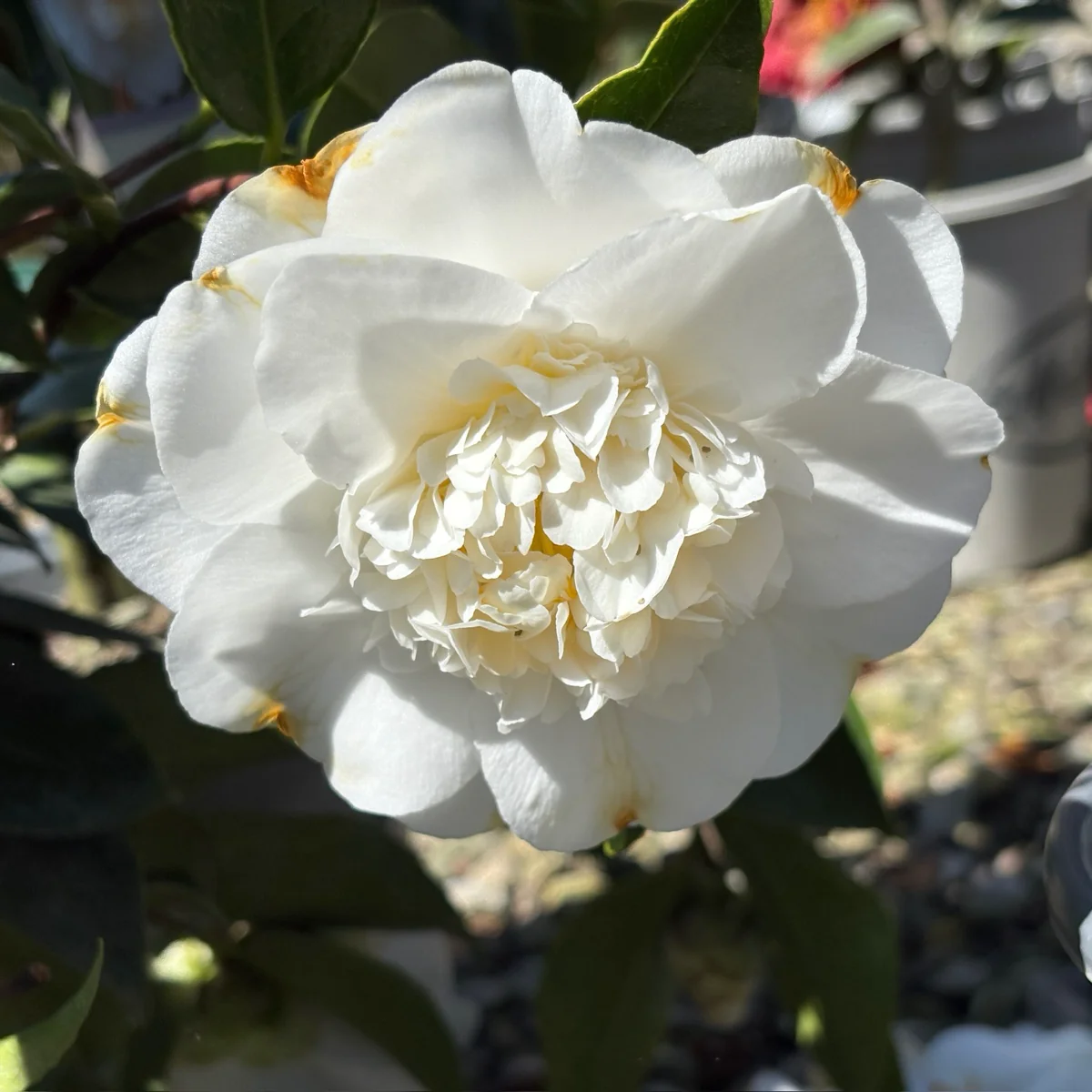 Shiro Chan Camellia - Image 3