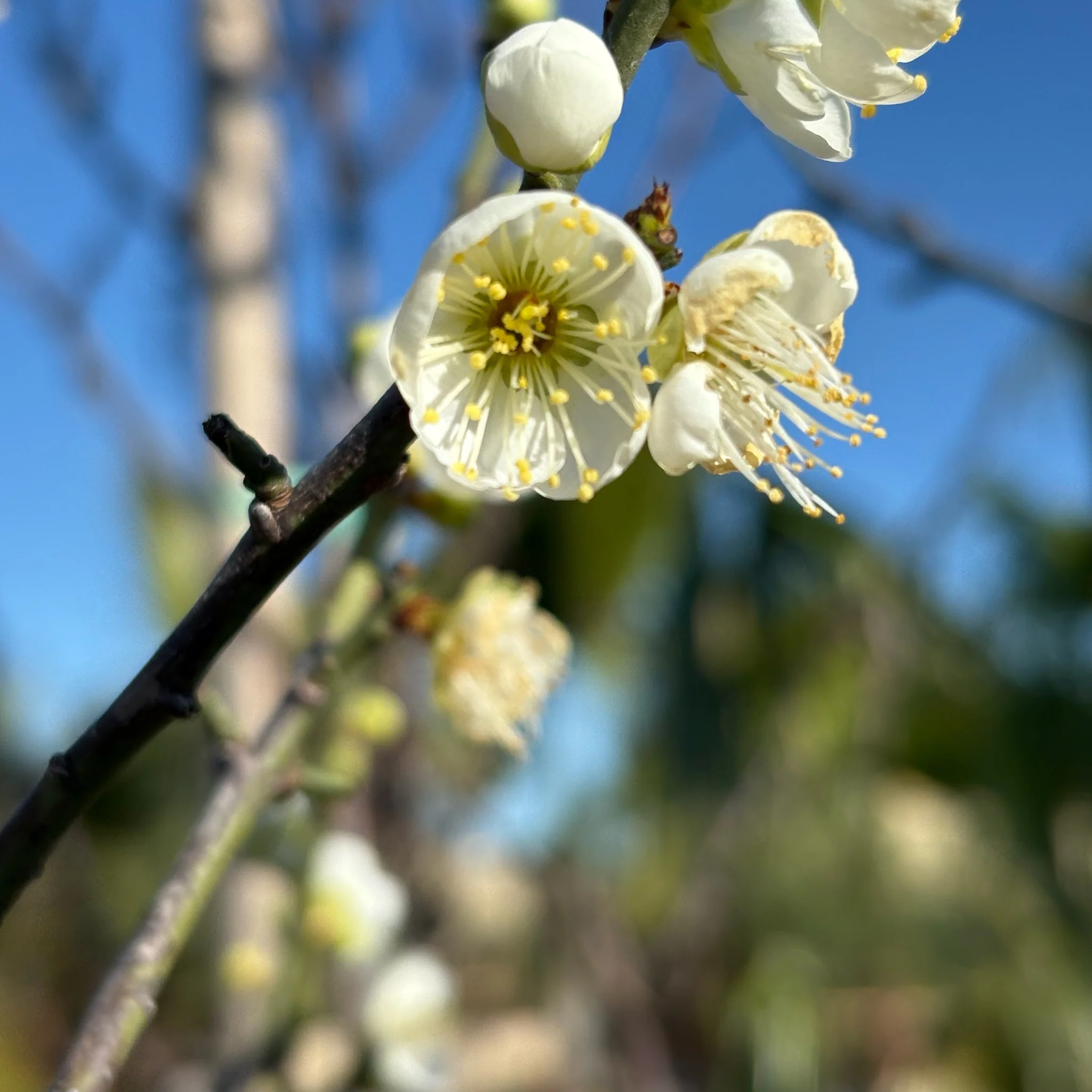 Shiro Kaga Flowering Apricot - Image 1