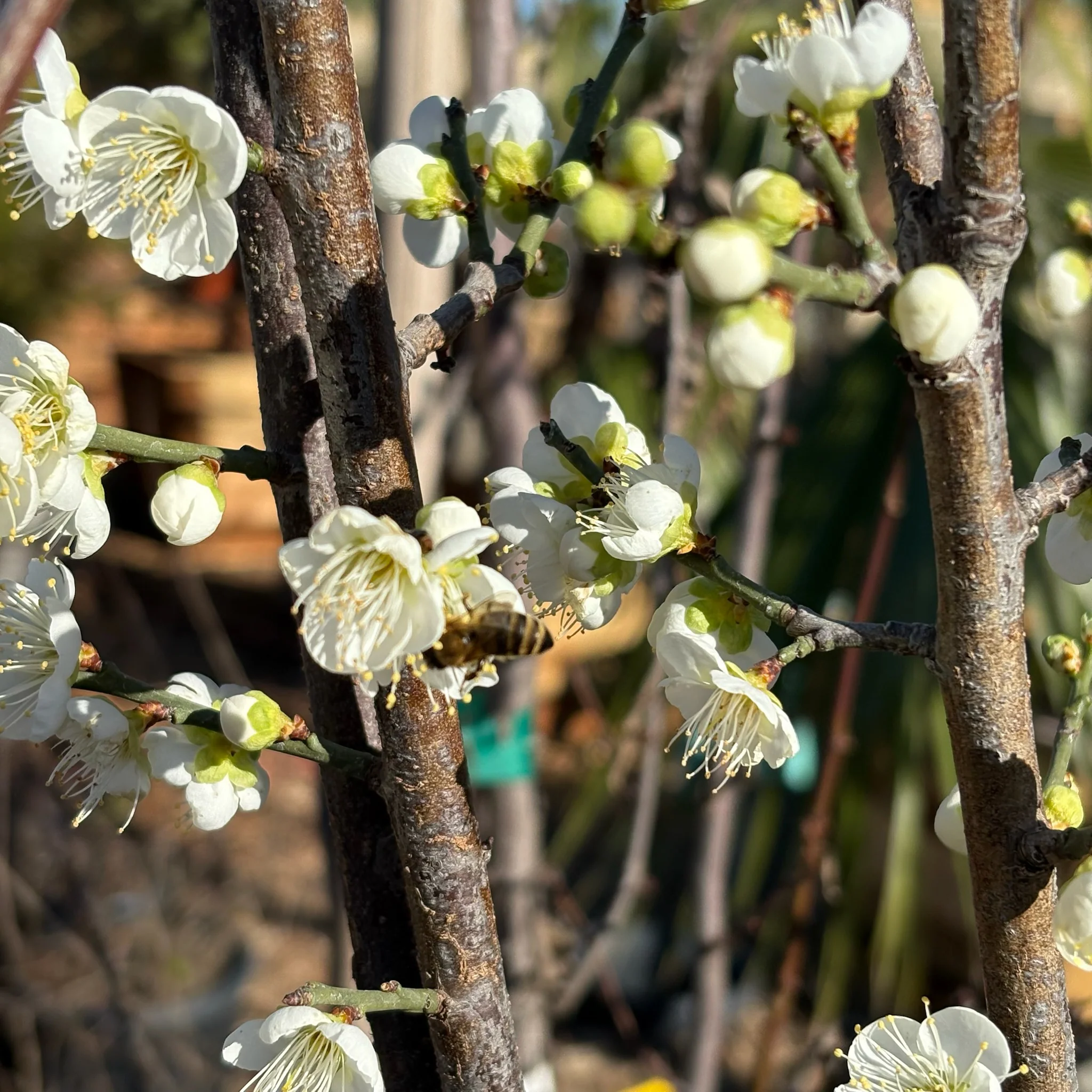 Shiro Kaga Flowering Apricot - Image 2