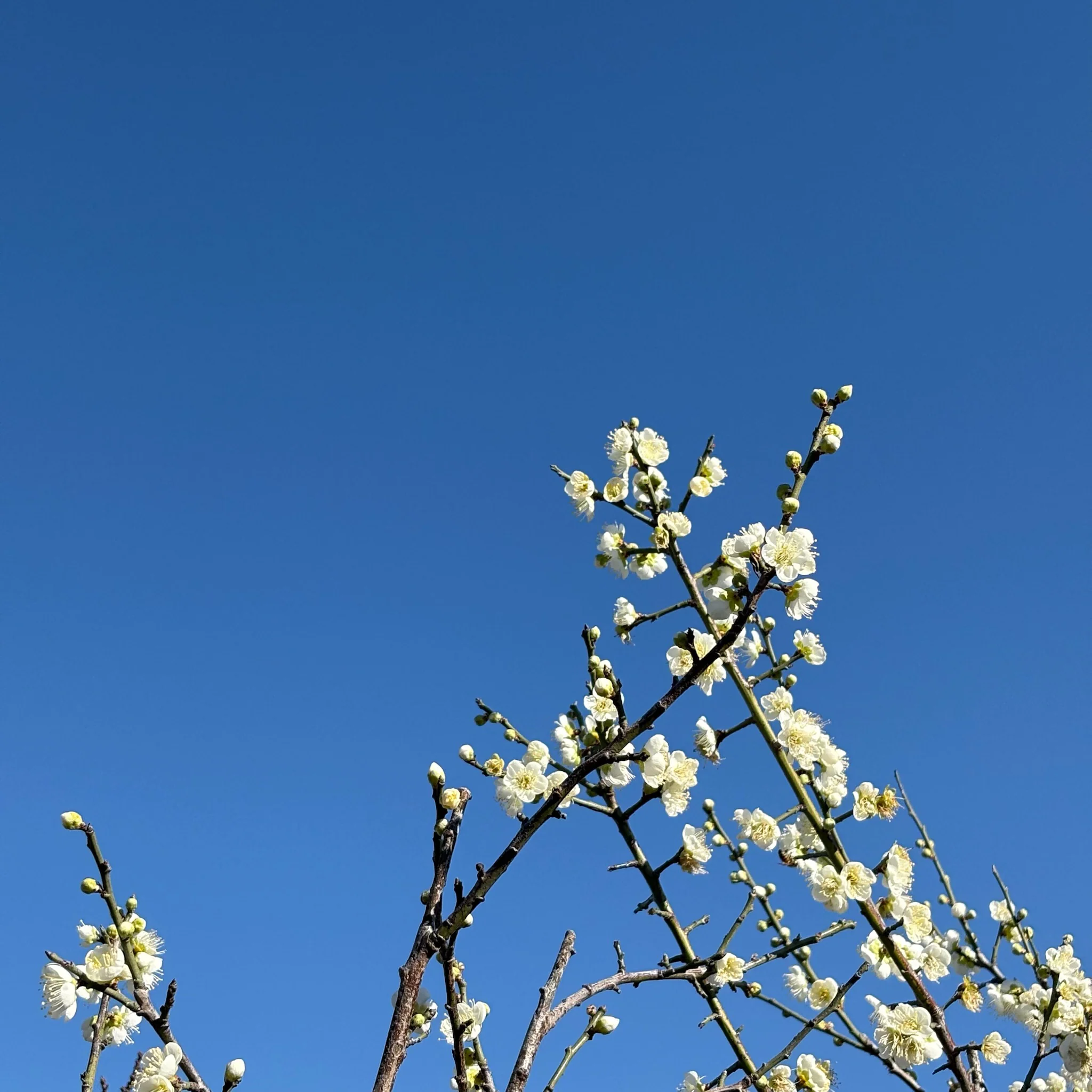 Shiro Kaga Flowering Apricot - Image 3
