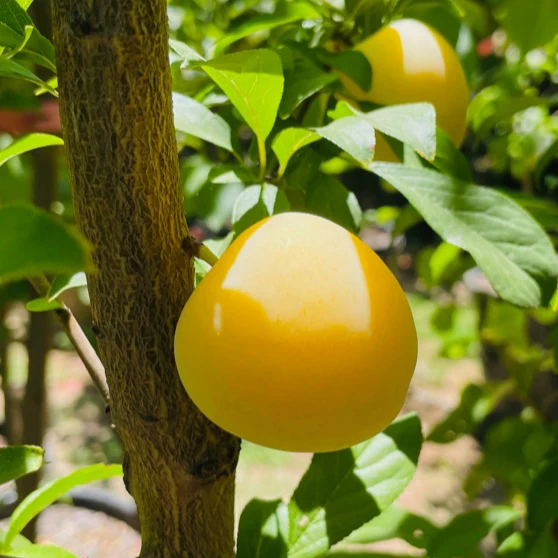 Shiro Plum - Image 1