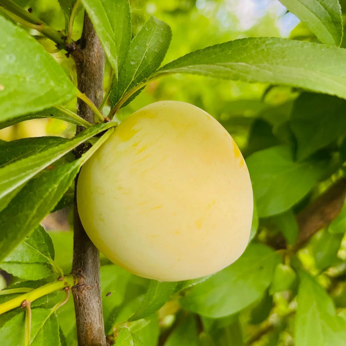 Shiro Plum - Image 2
