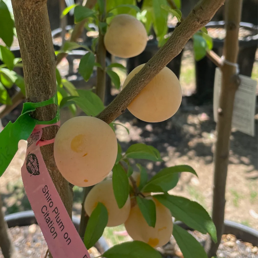 Shiro Plum - Image 3