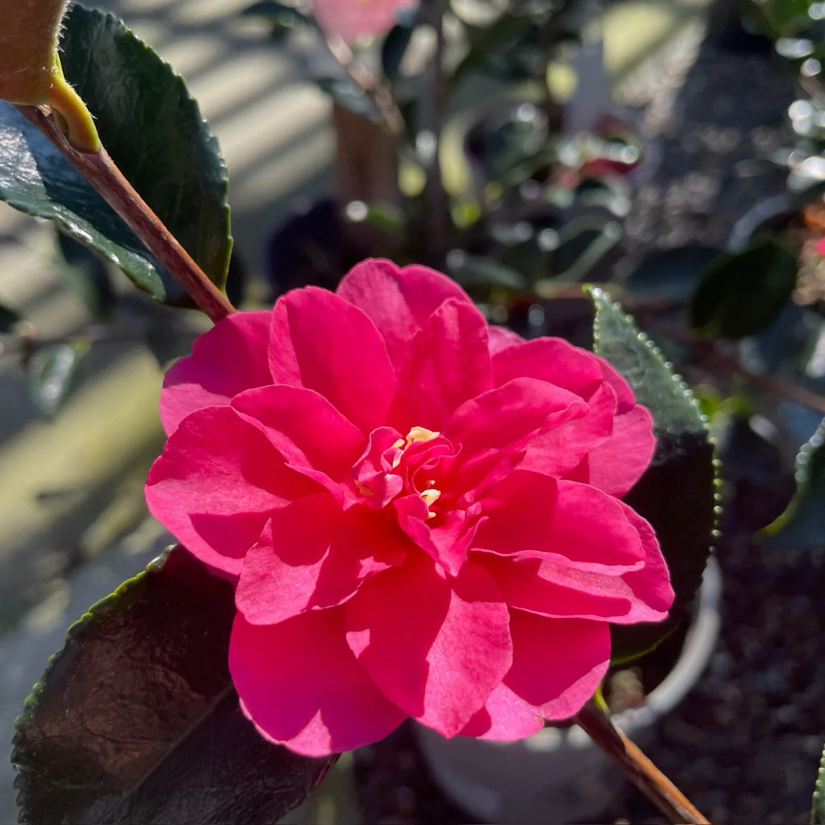 Shishi Gashira Camellia - Image 1