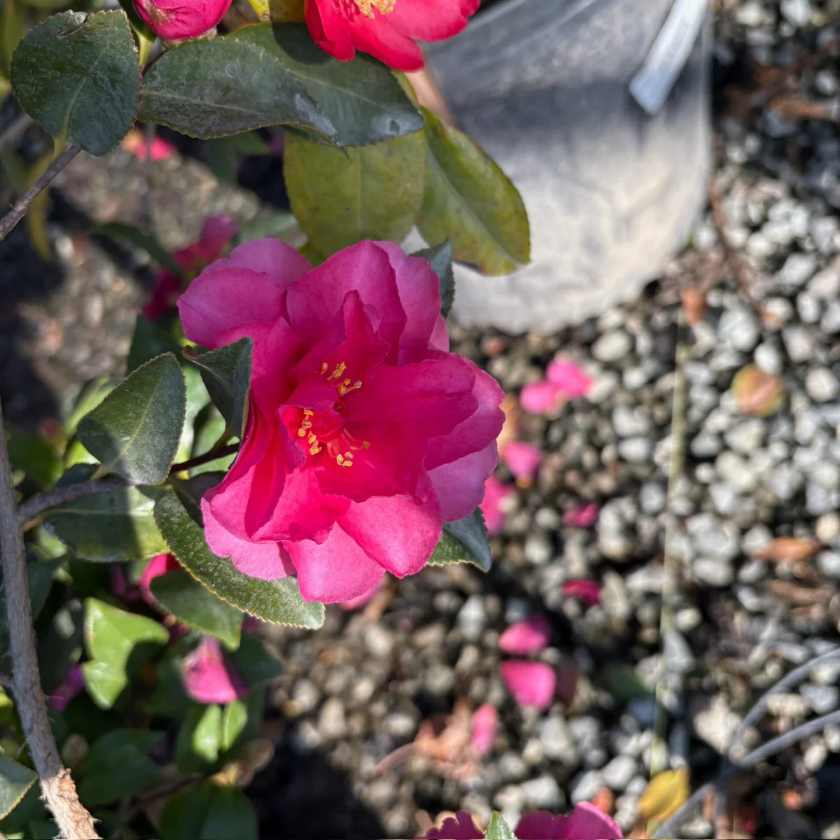 Shishi Gashira Camellia - Image 2