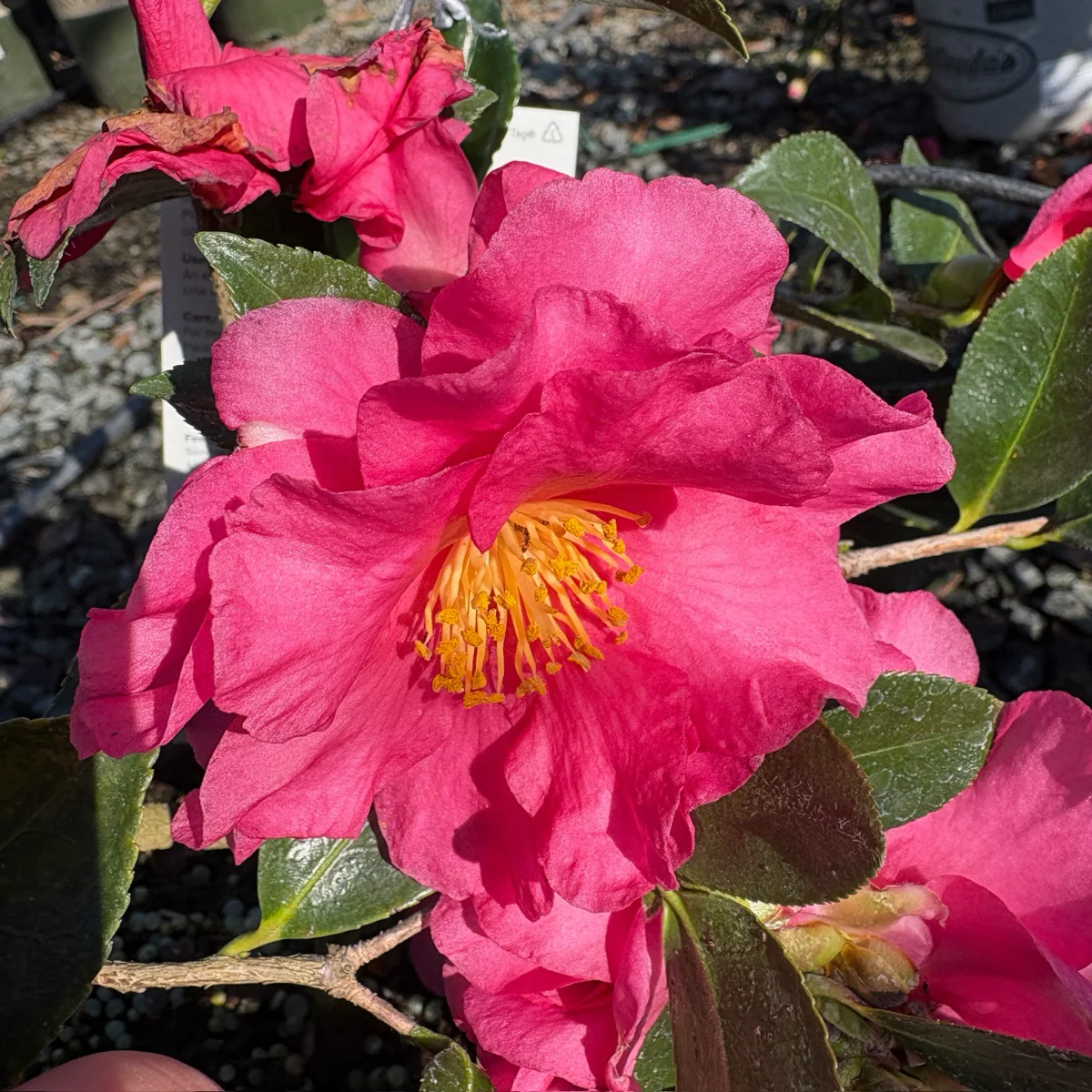 Shishi Gashira Camellia - Image 3