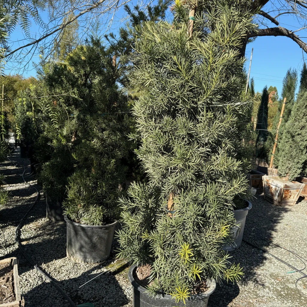 Shrubby Yew Pine - Image 3