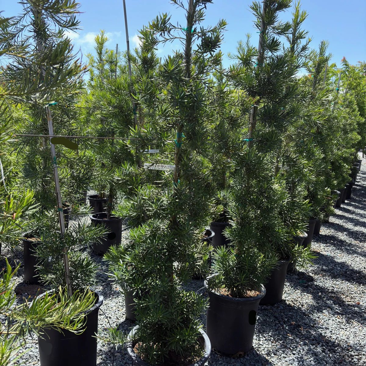 Shrubby Yew Pine - Image 1