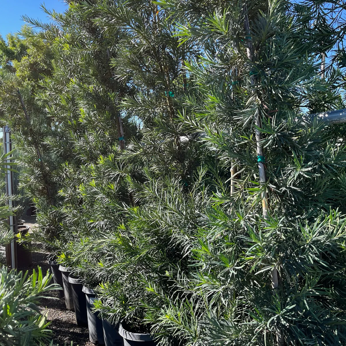 Shrubby Yew Pine - Image 2