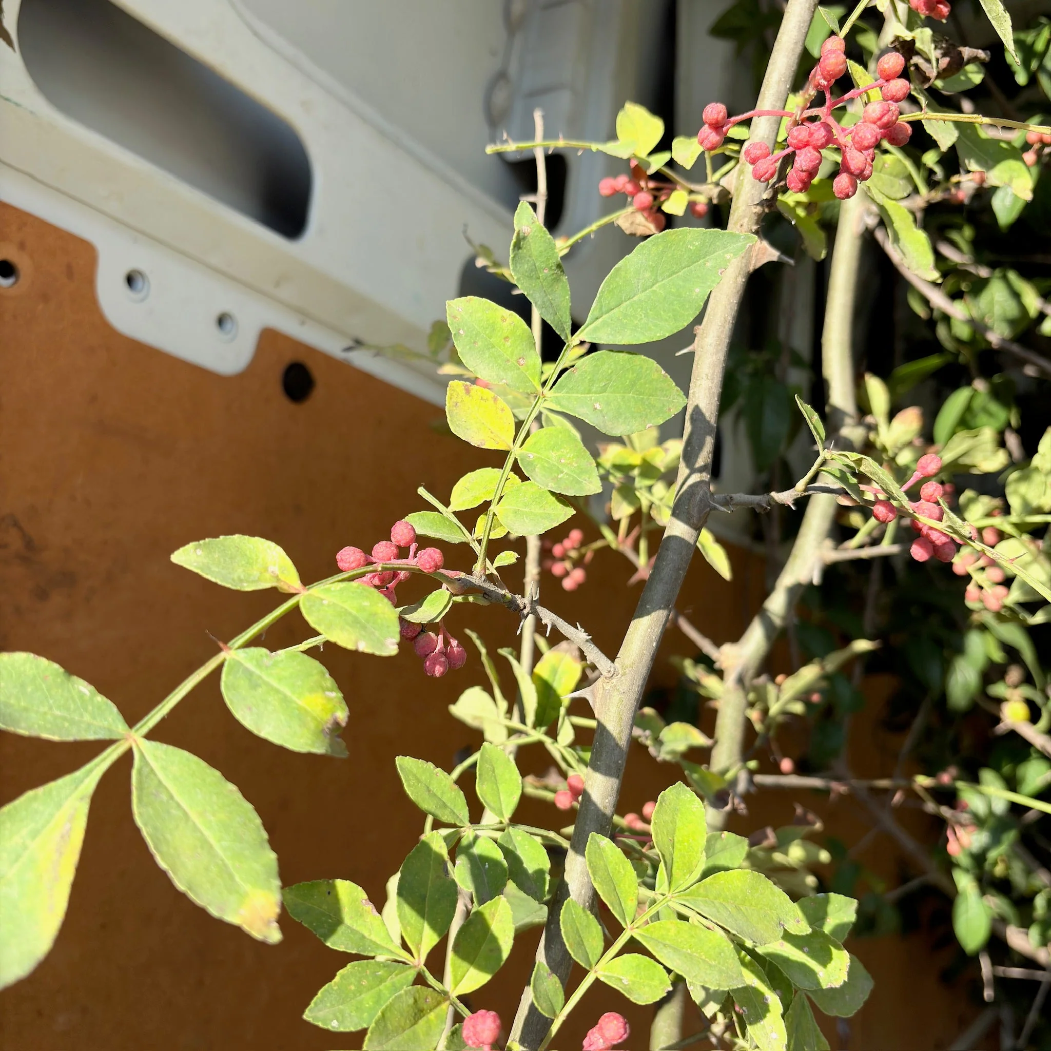 Sichuan Pepper