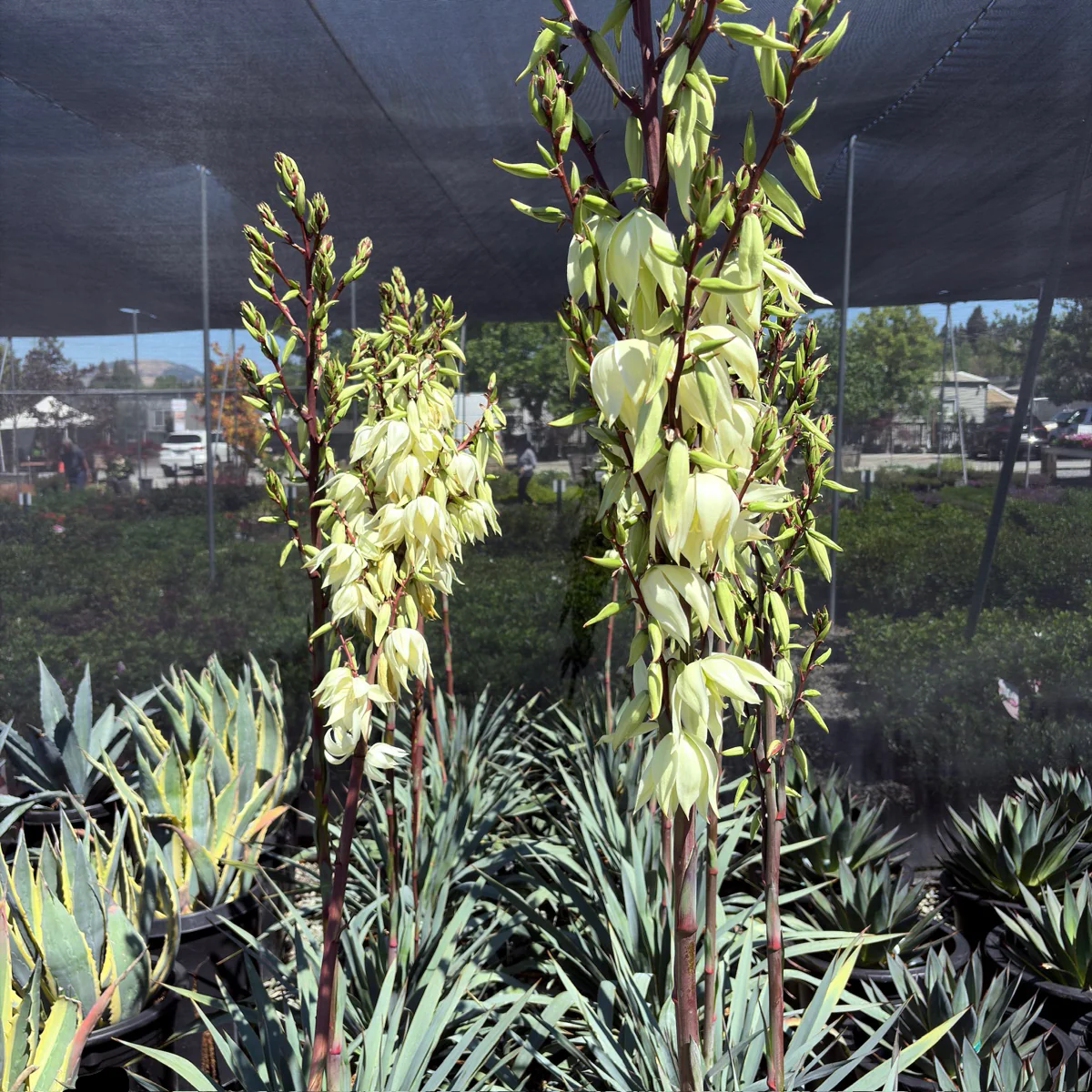 Silver Anniversary Yucca - Image 1