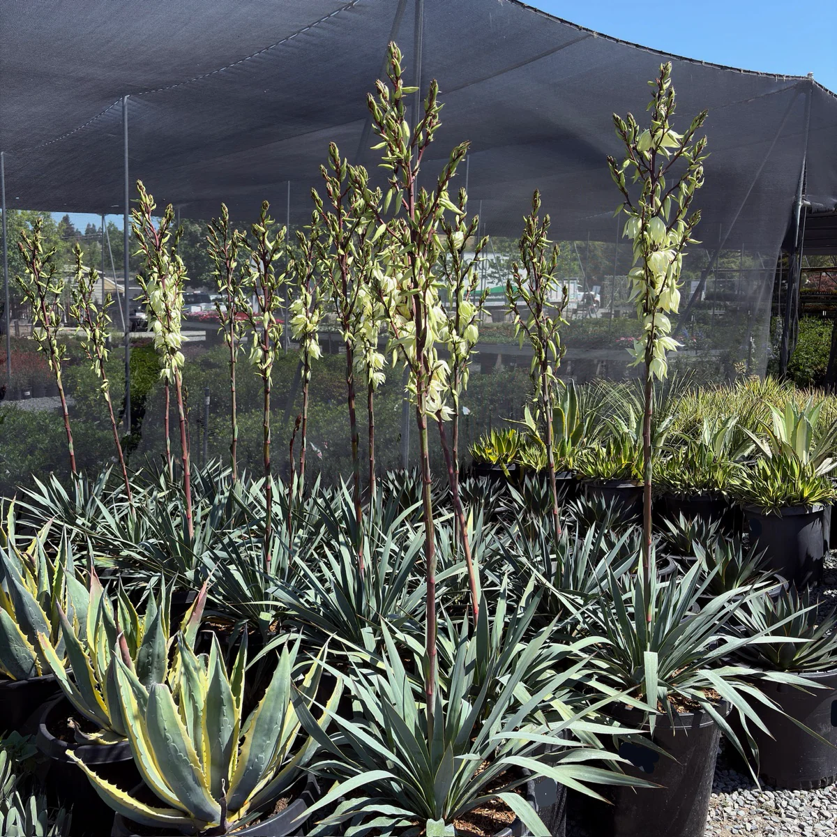 Silver Anniversary Yucca - Image 3