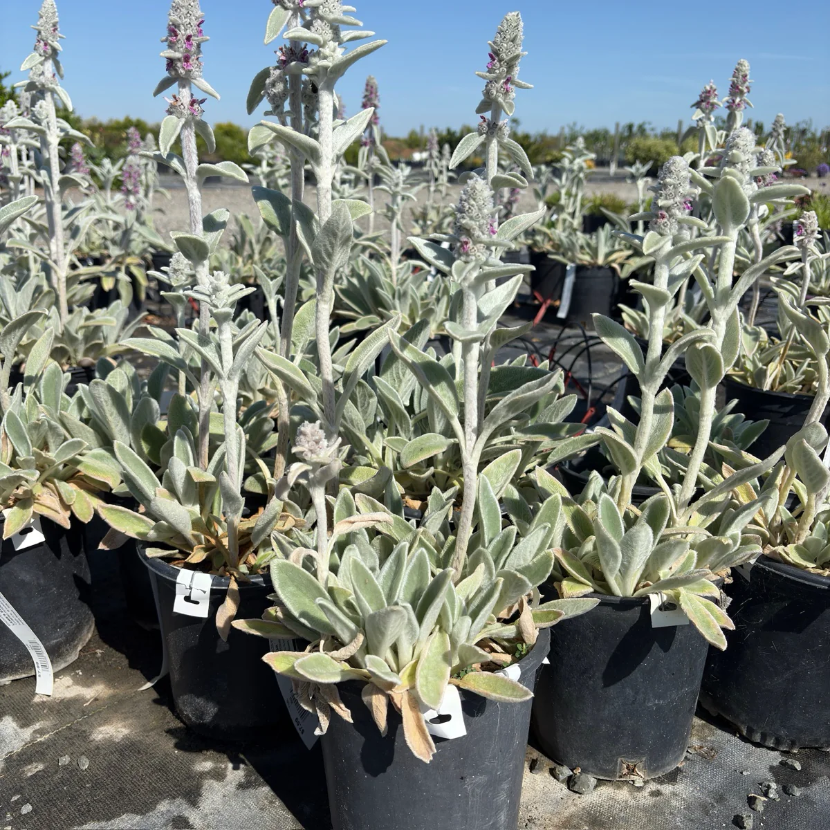 Silver Carpet Lamb's Ear - Image 1