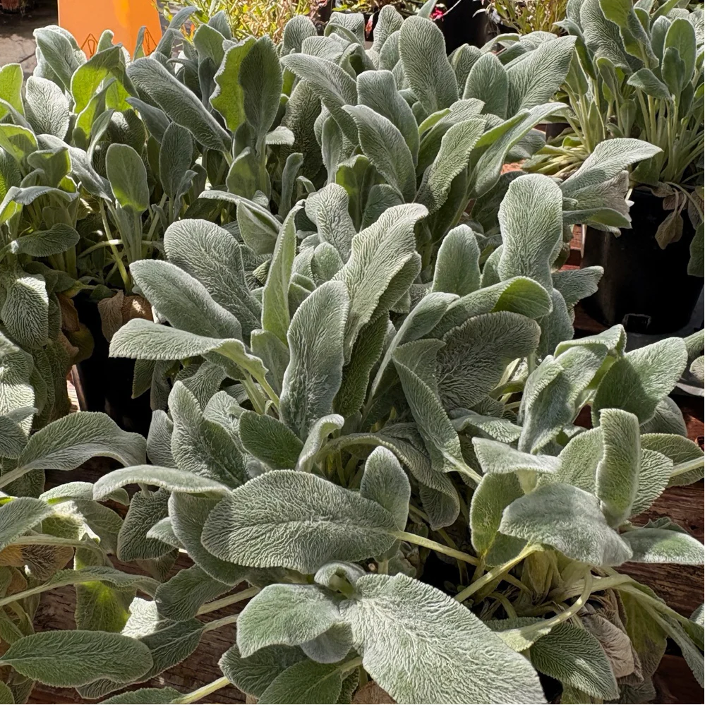 Silver Carpet Lamb's Ear - Image 3