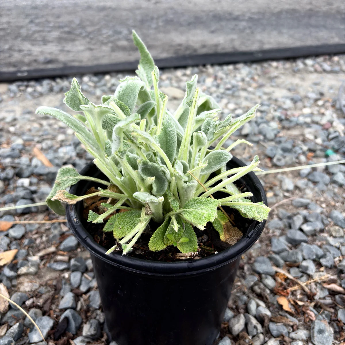 Silver Carpet Lamb's Ear - Image 2