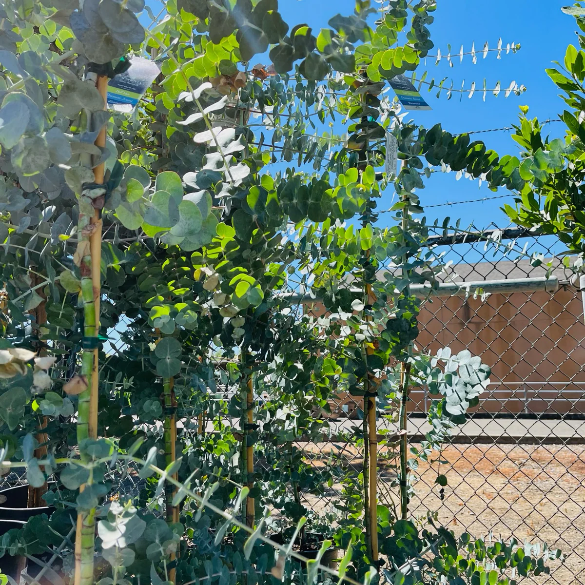 Silver Dollar Tree/ Argyle Apple - Image 2