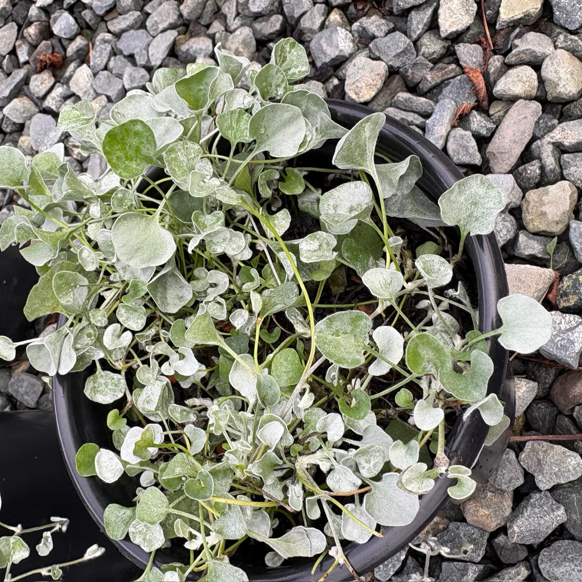 Silver Falls Dichondra