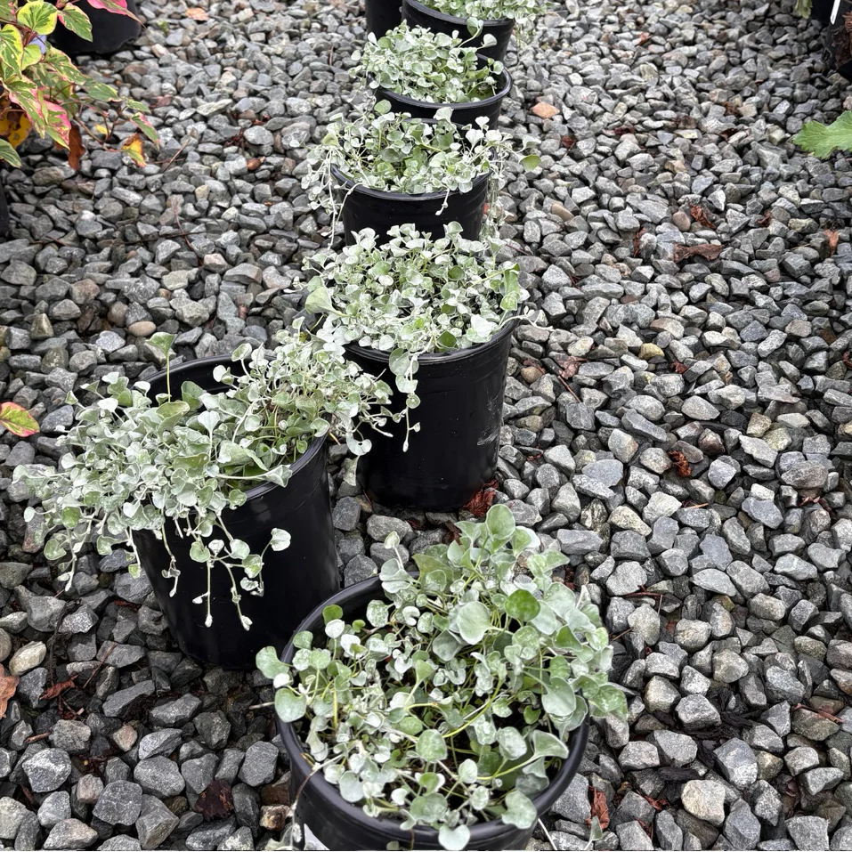 Silver Falls Dichondra - Image 2