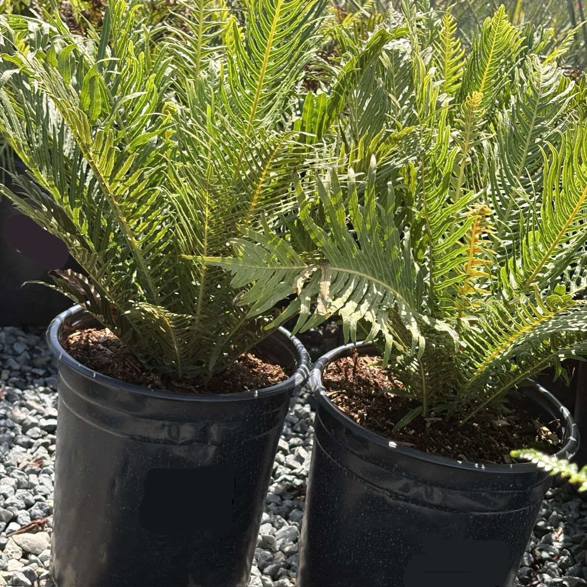 Silver Lady Fern - Image 2