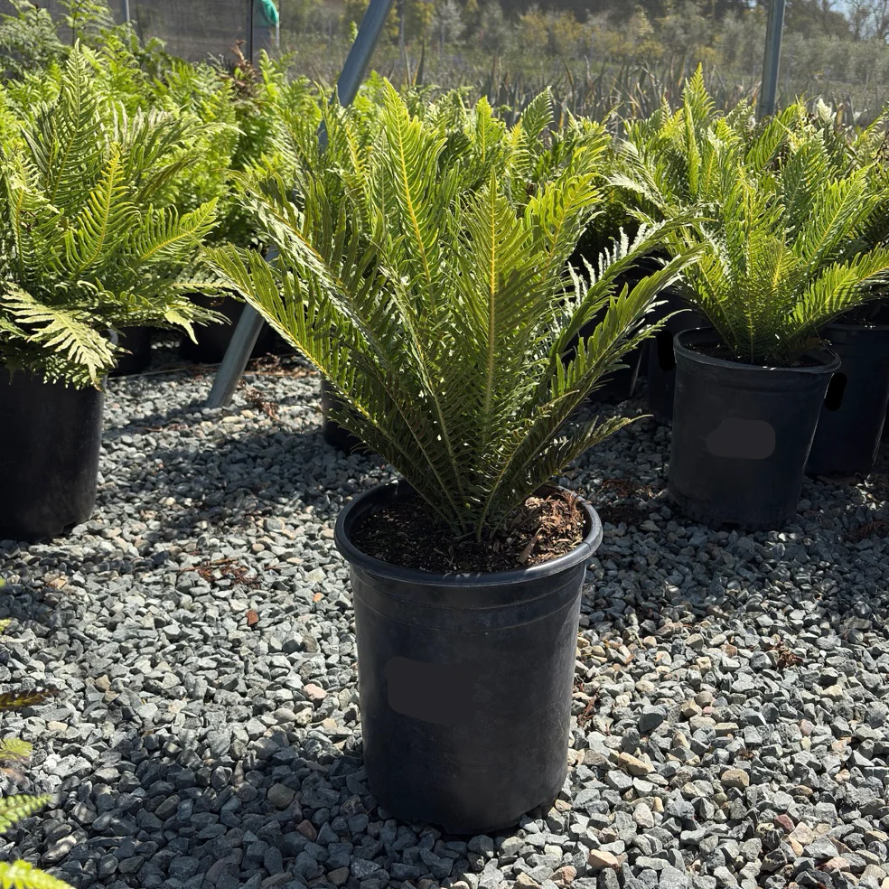 Silver Lady Fern - Image 1