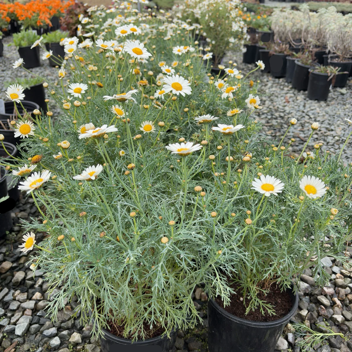Silver Lady Marguerite Daisy - Image 2