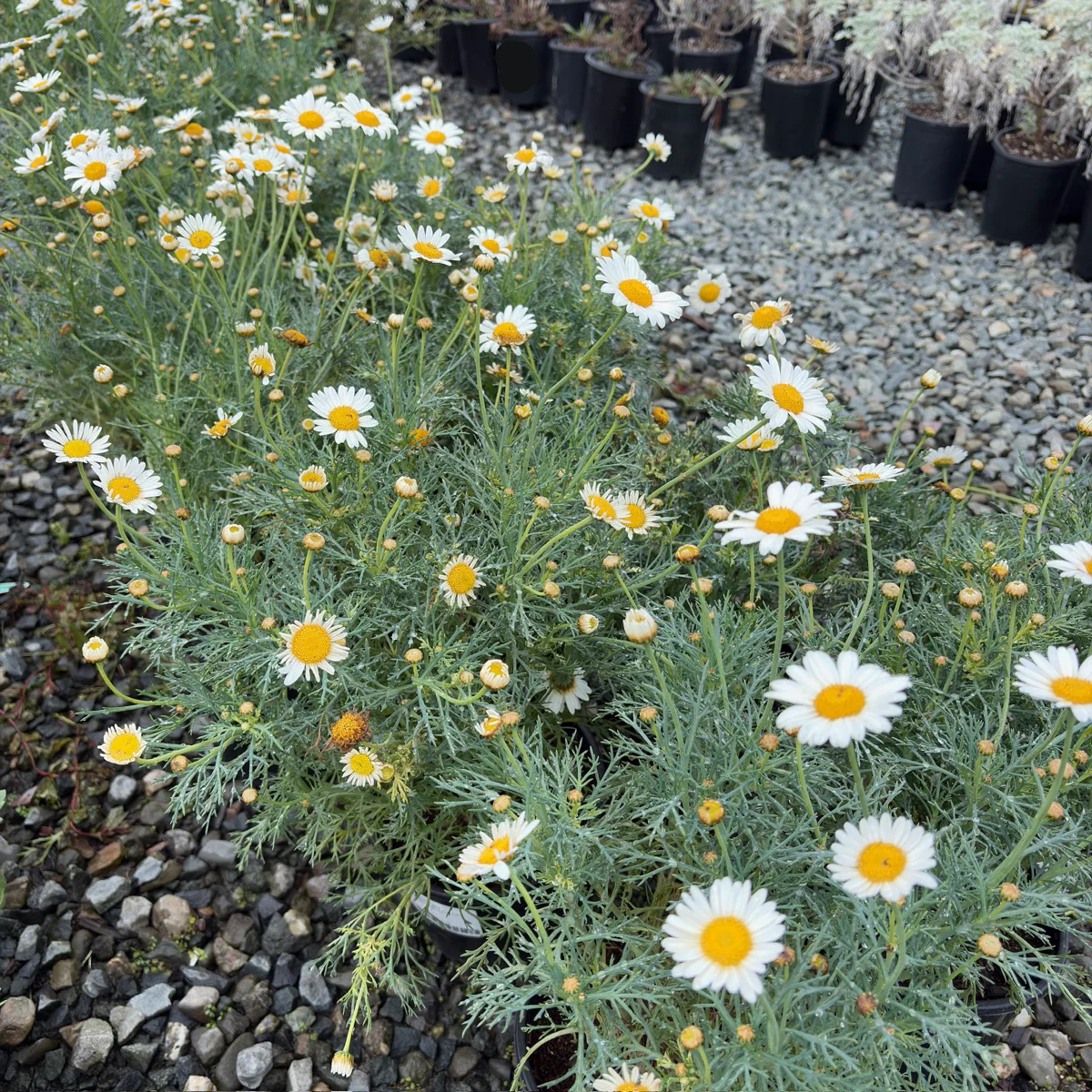 Silver Lady Marguerite Daisy - Image 3