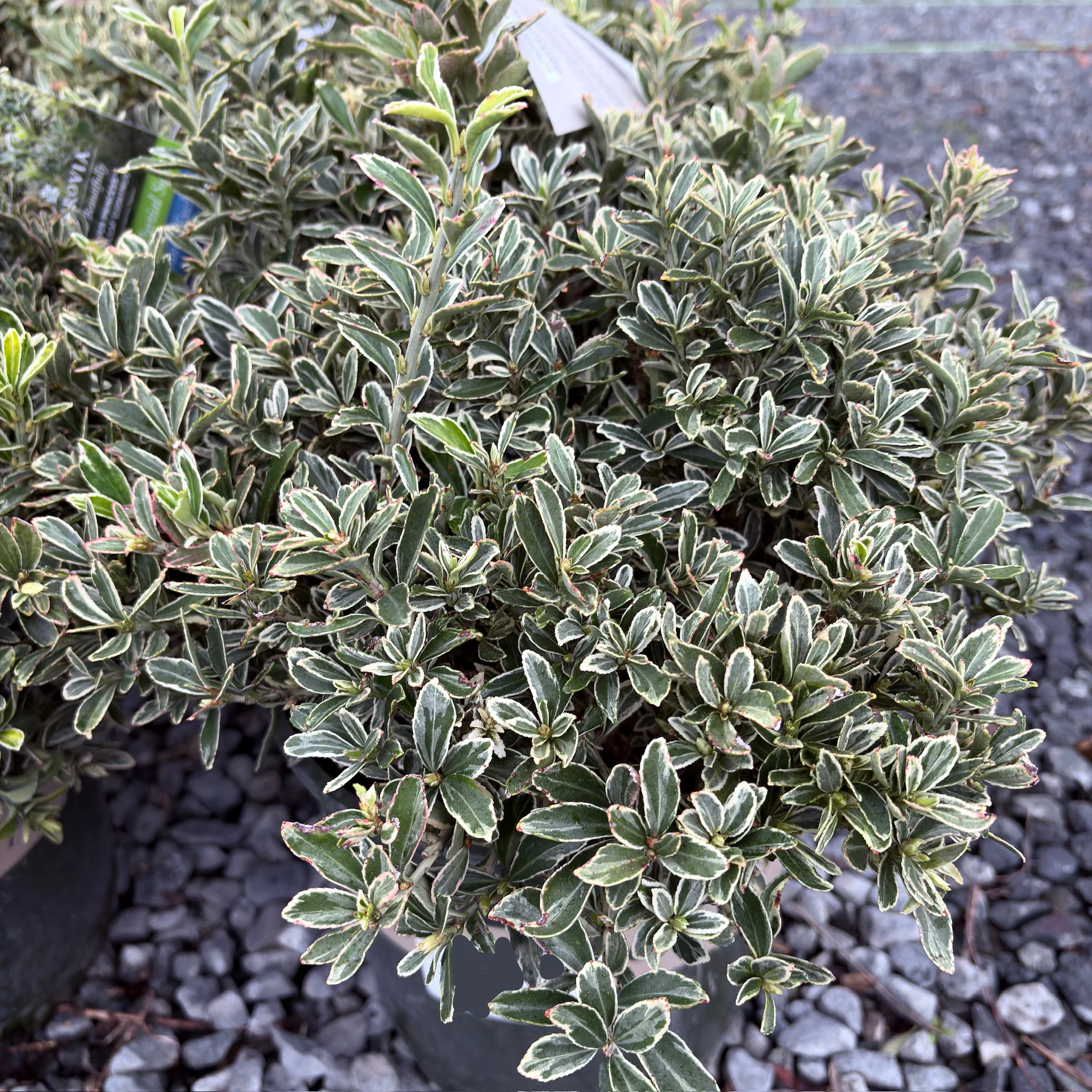 Silver Princess Euonymus - Image 1
