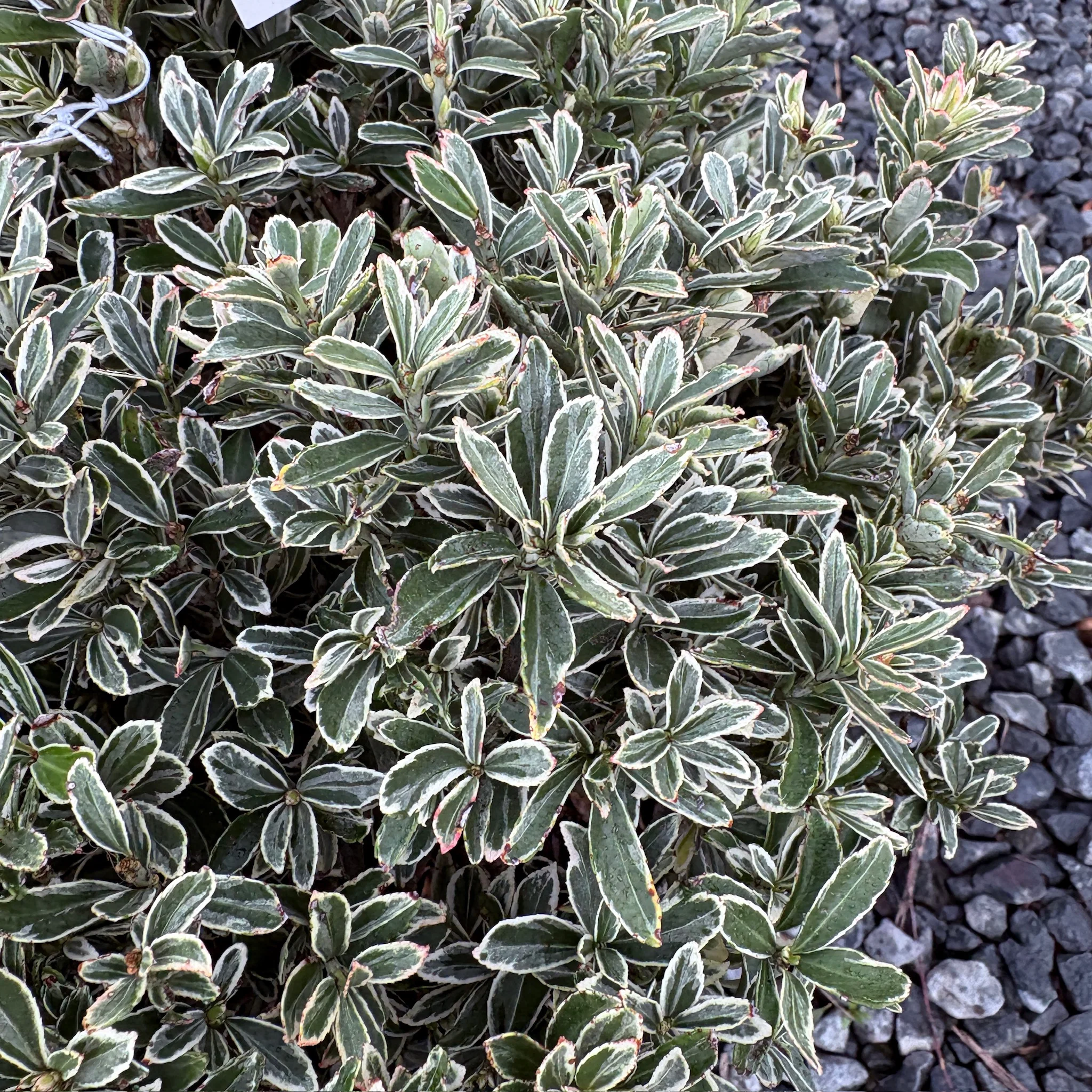 Silver Princess Euonymus - Image 2
