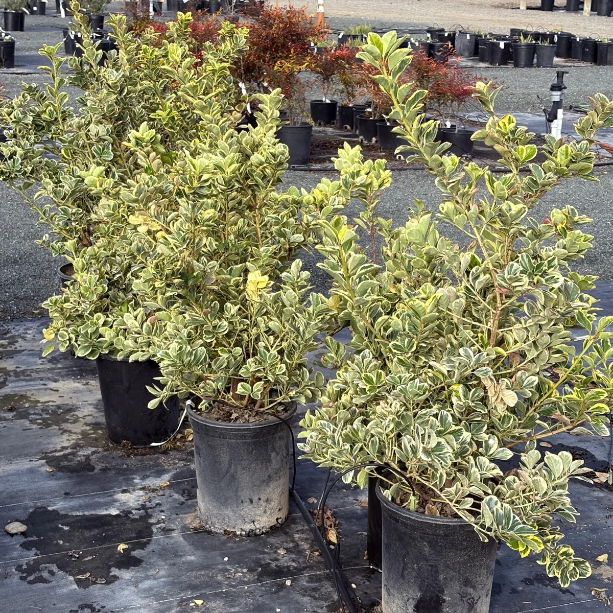 Silver Queen Euonymus - Image 1