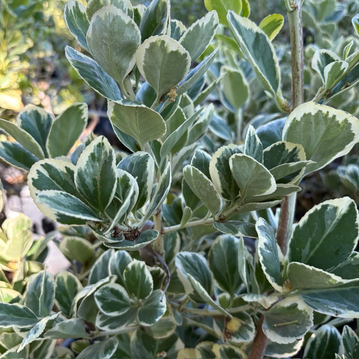 Silver Queen Euonymus - Image 2