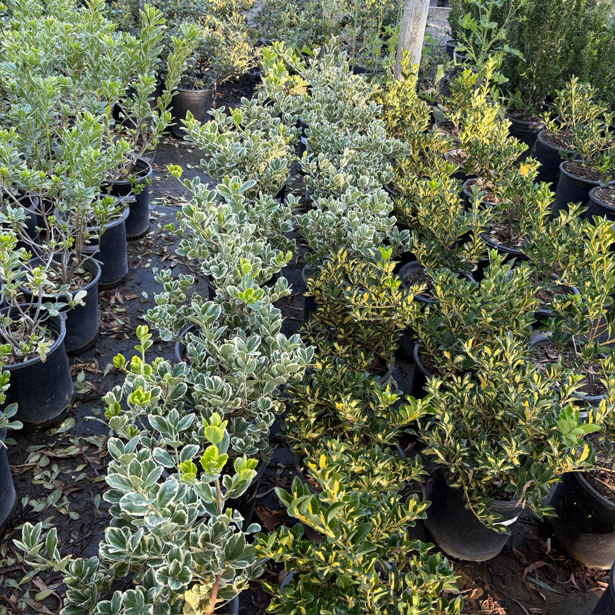 Silver Queen Euonymus - Image 3