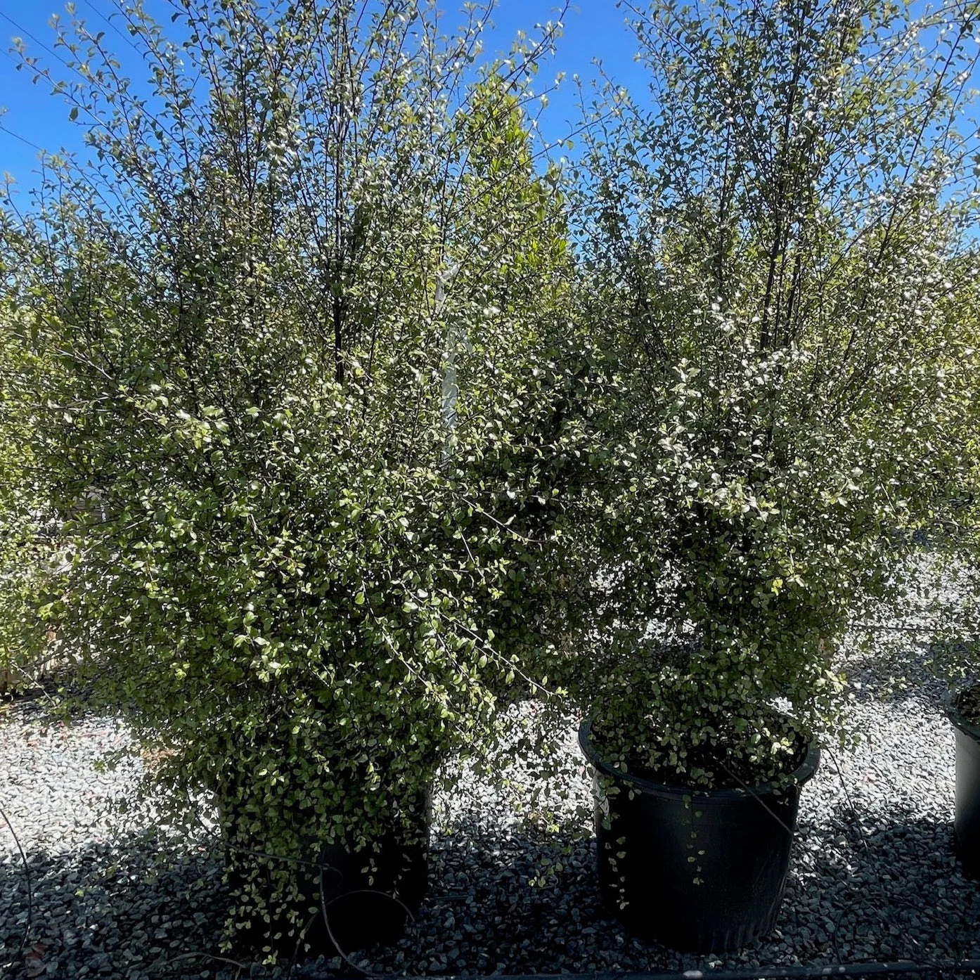 Silver Sheen Kohuhu - Image 1
