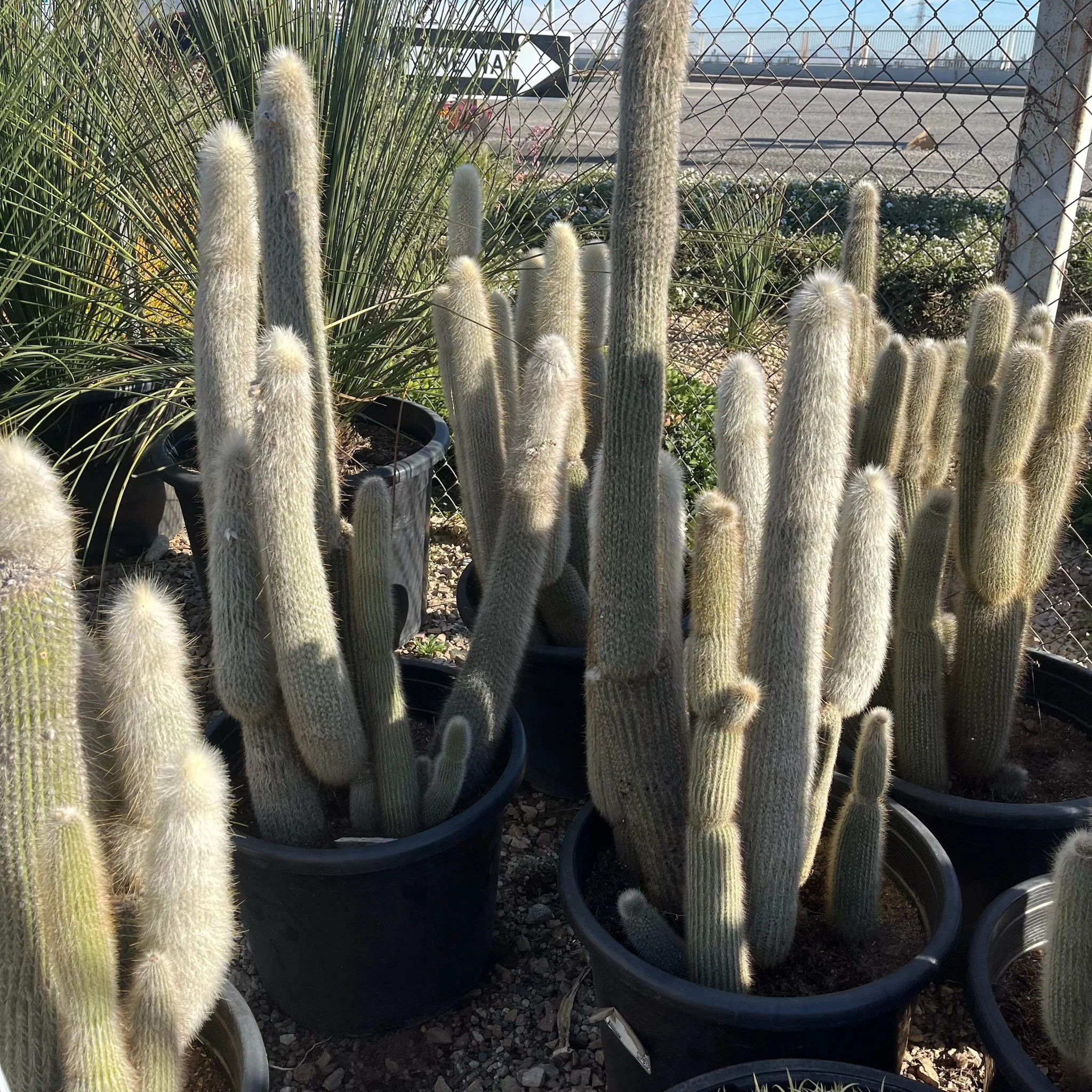 Silver Torch Cactus - Image 1