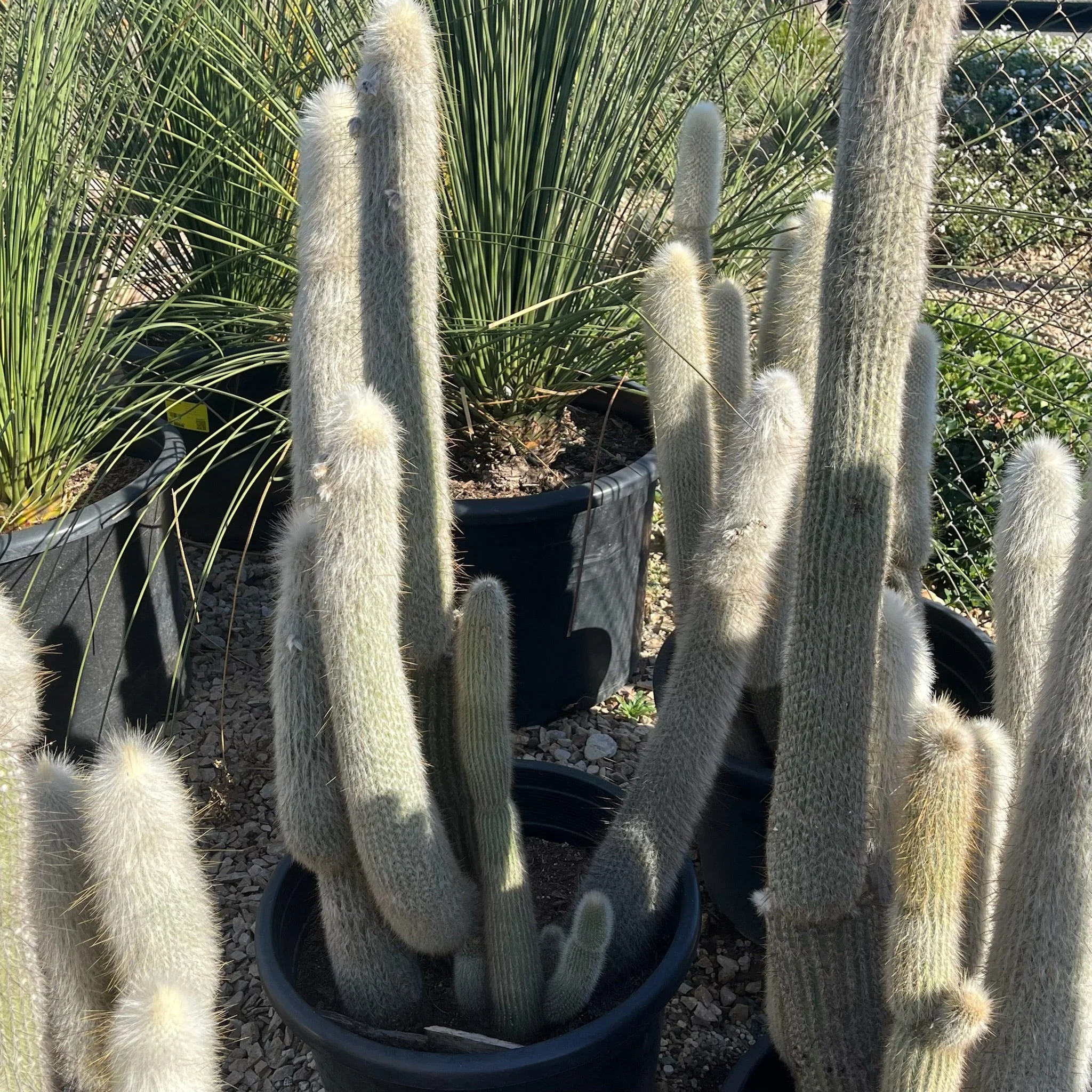 Silver Torch Cactus - Image 2
