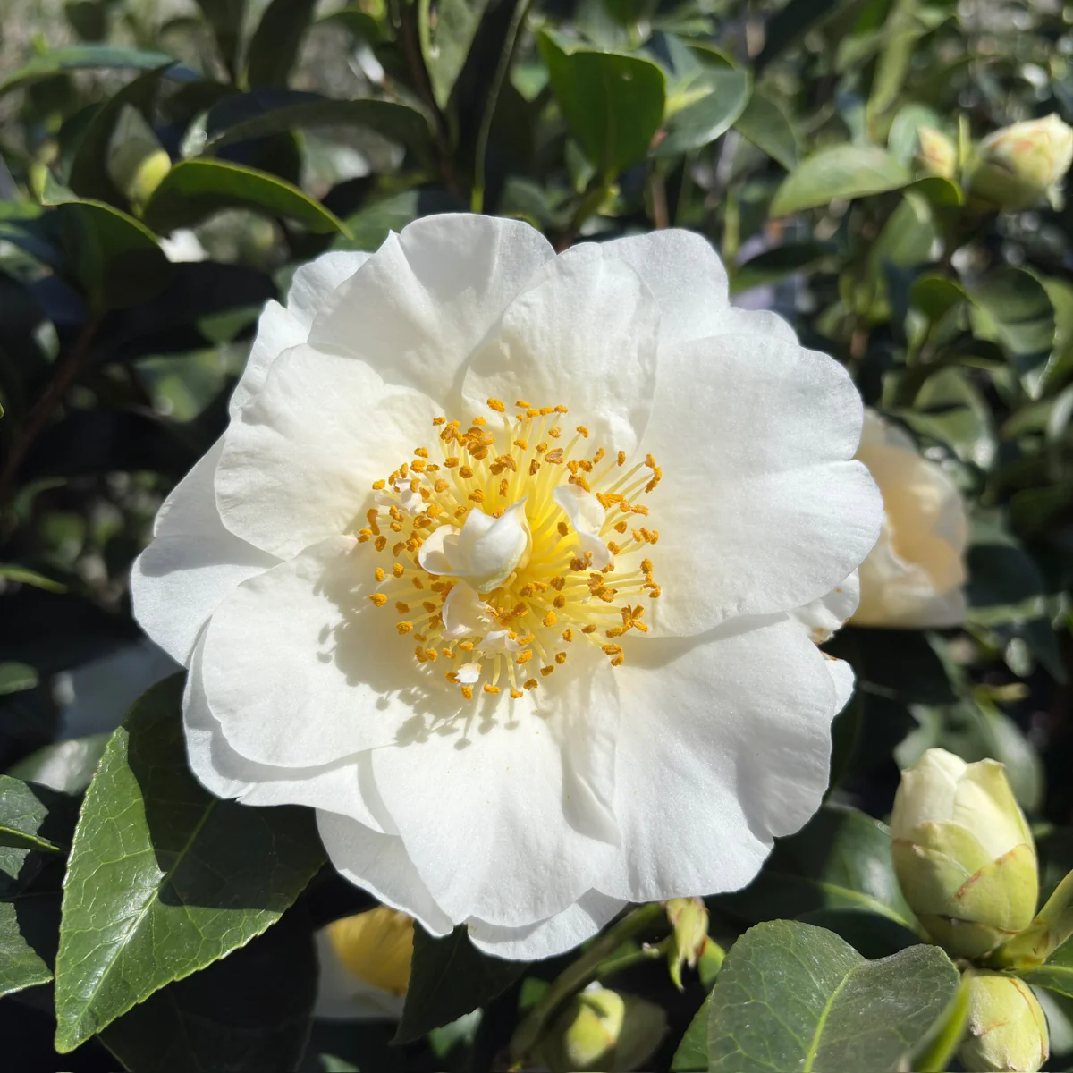 Silver Waves Camellia - Image 1
