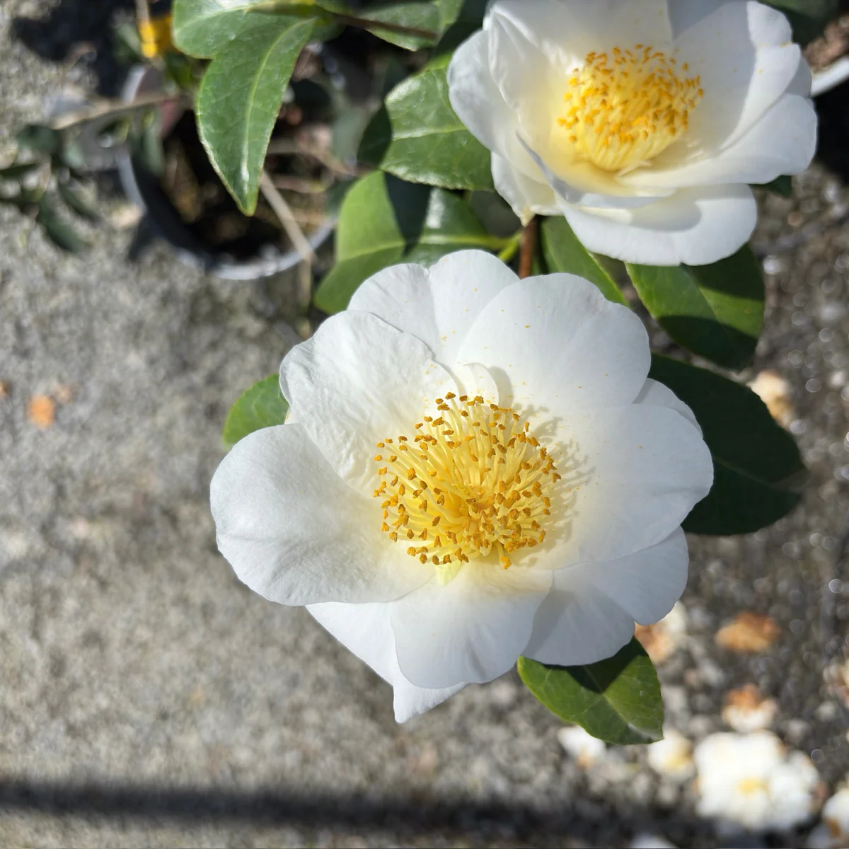 Silver Waves Camellia - Image 2