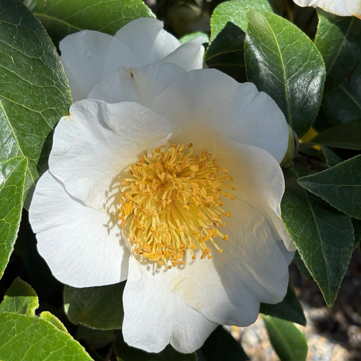 Silver Waves Camellia - Image 3