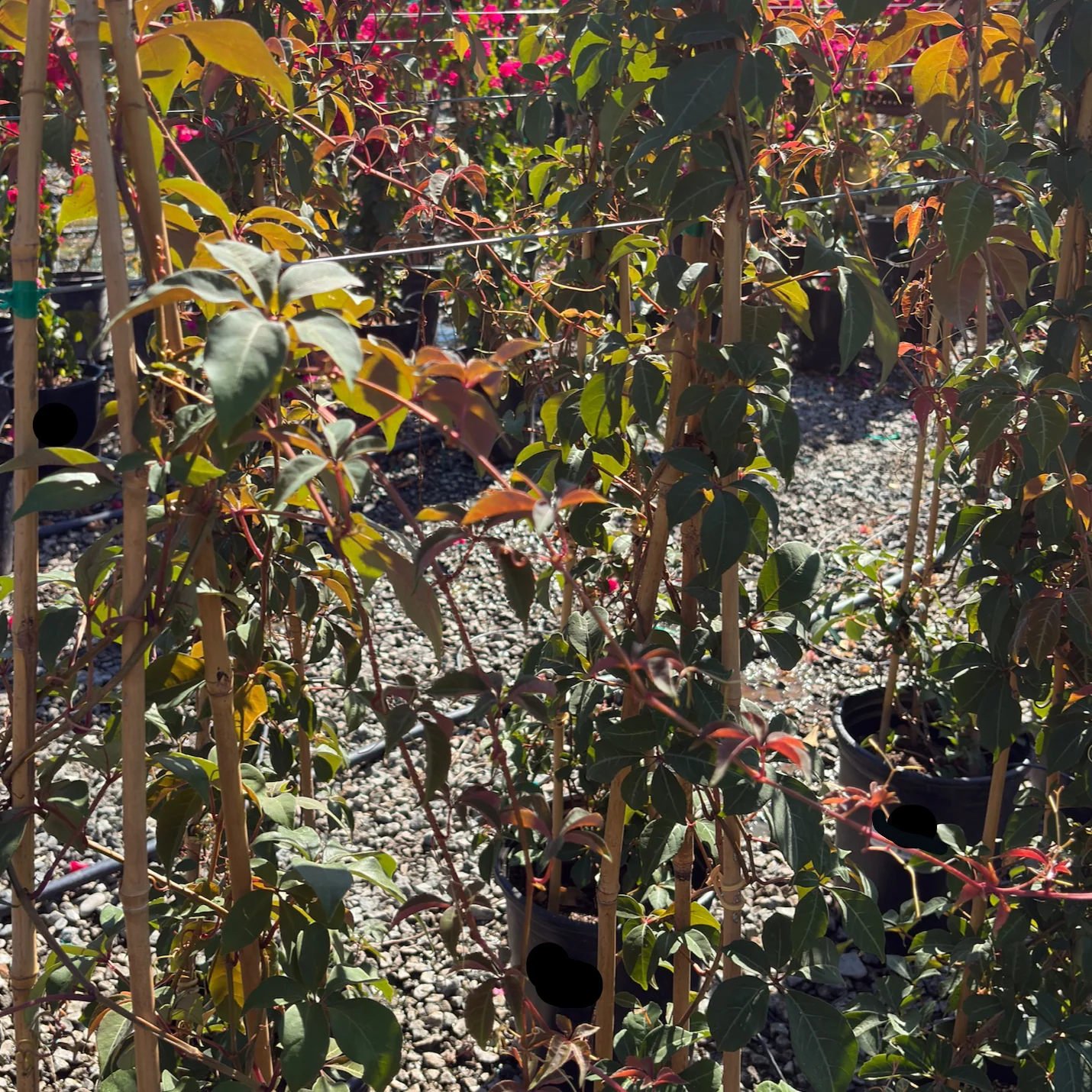 Silvervein Creeper - Image 2