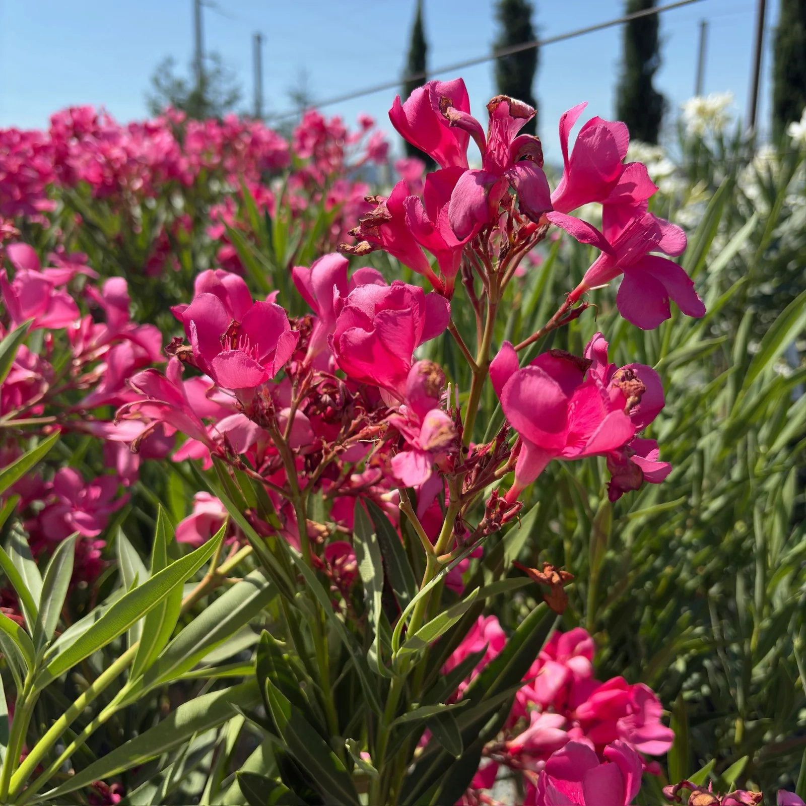 Single Pink Oleander - Image 2
