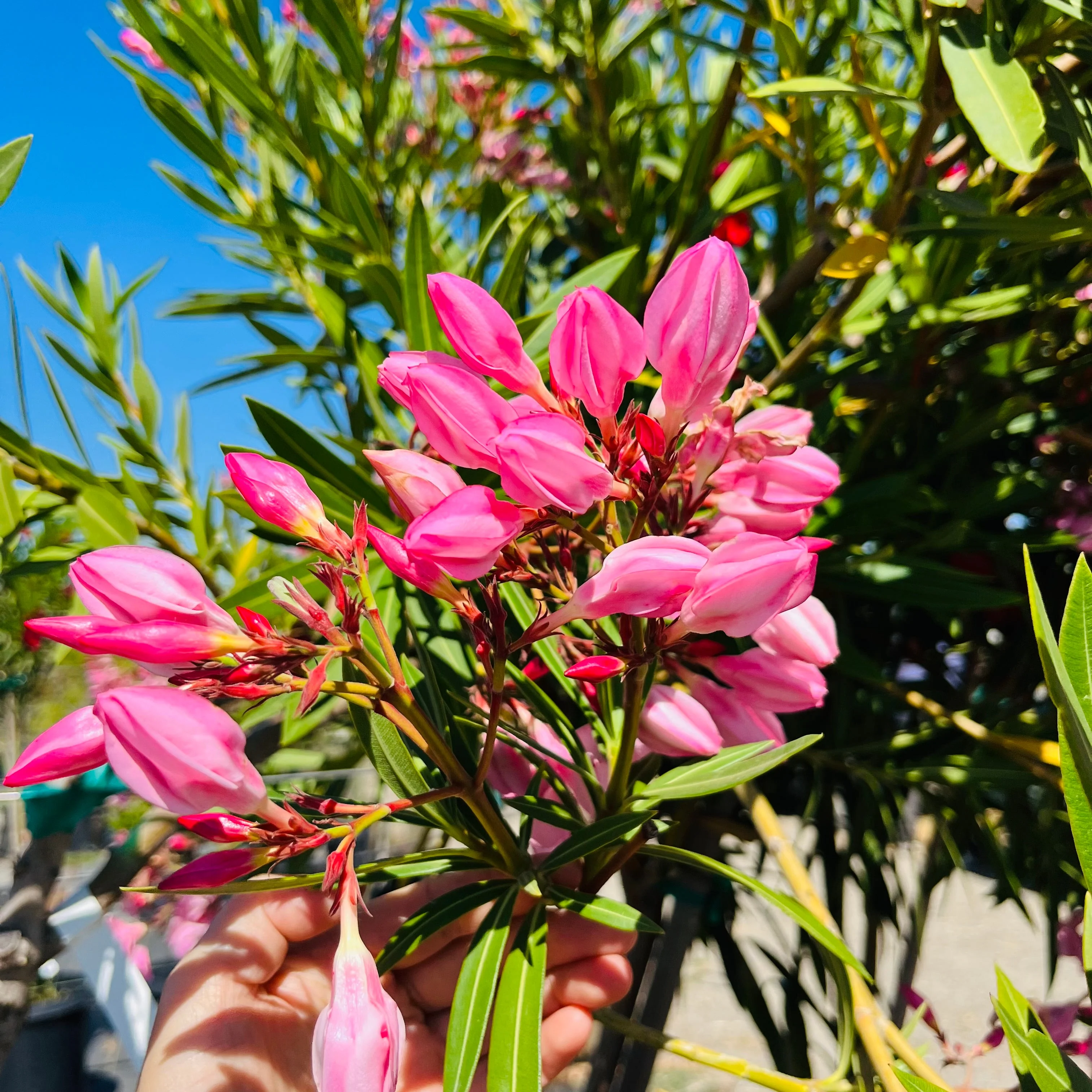 Single Pink Oleander - Image 3