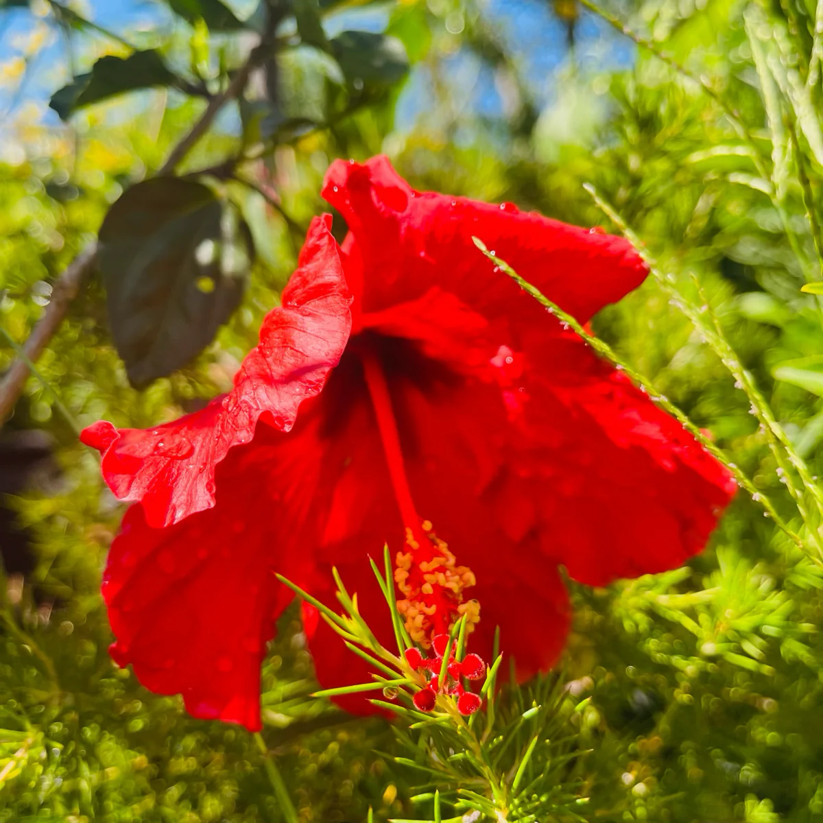Single Red Hibiscus - Image 2