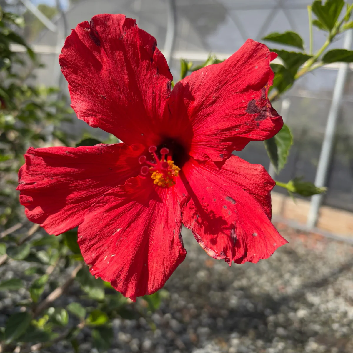 Single Red Hibiscus - Image 1