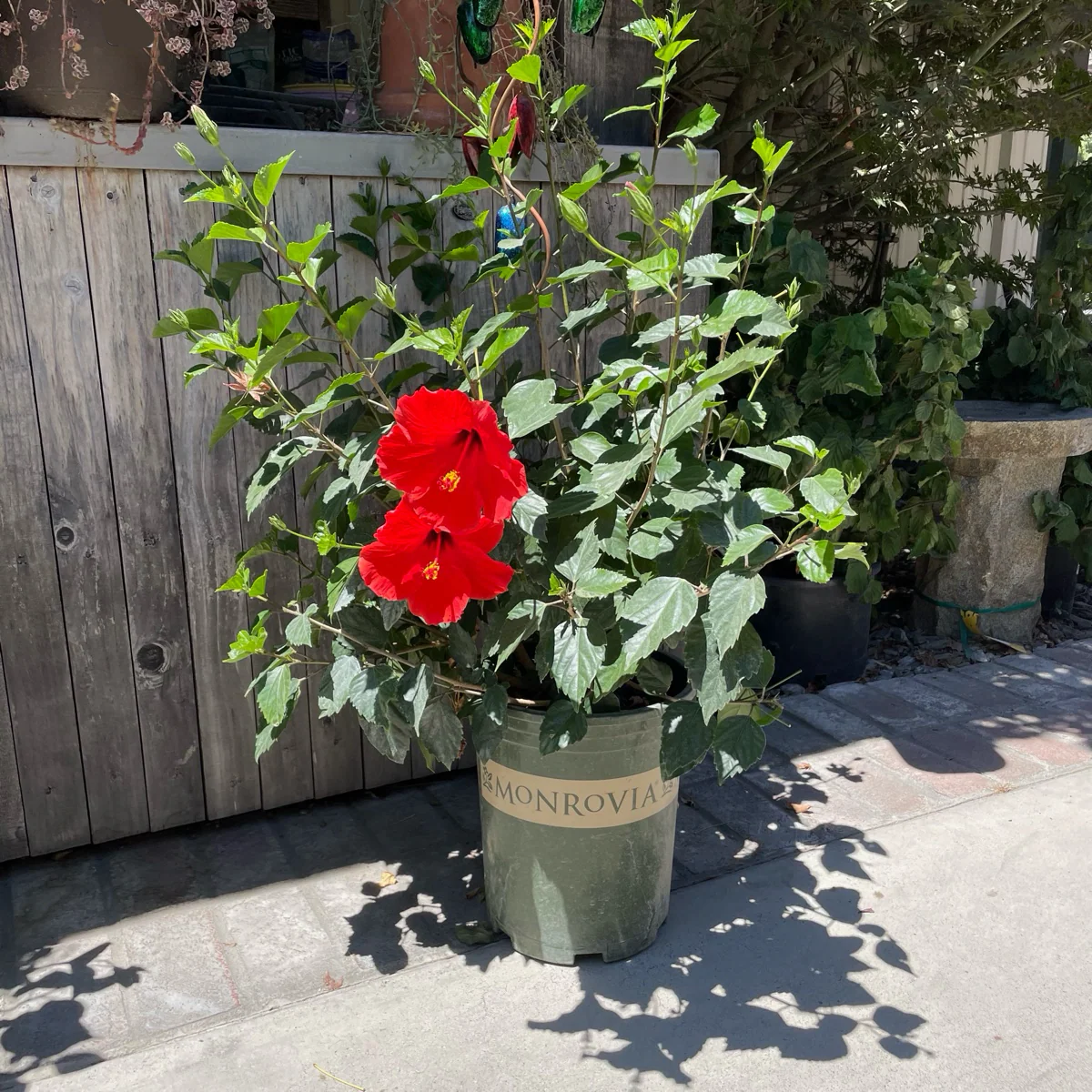 Single Red Hibiscus - Image 3