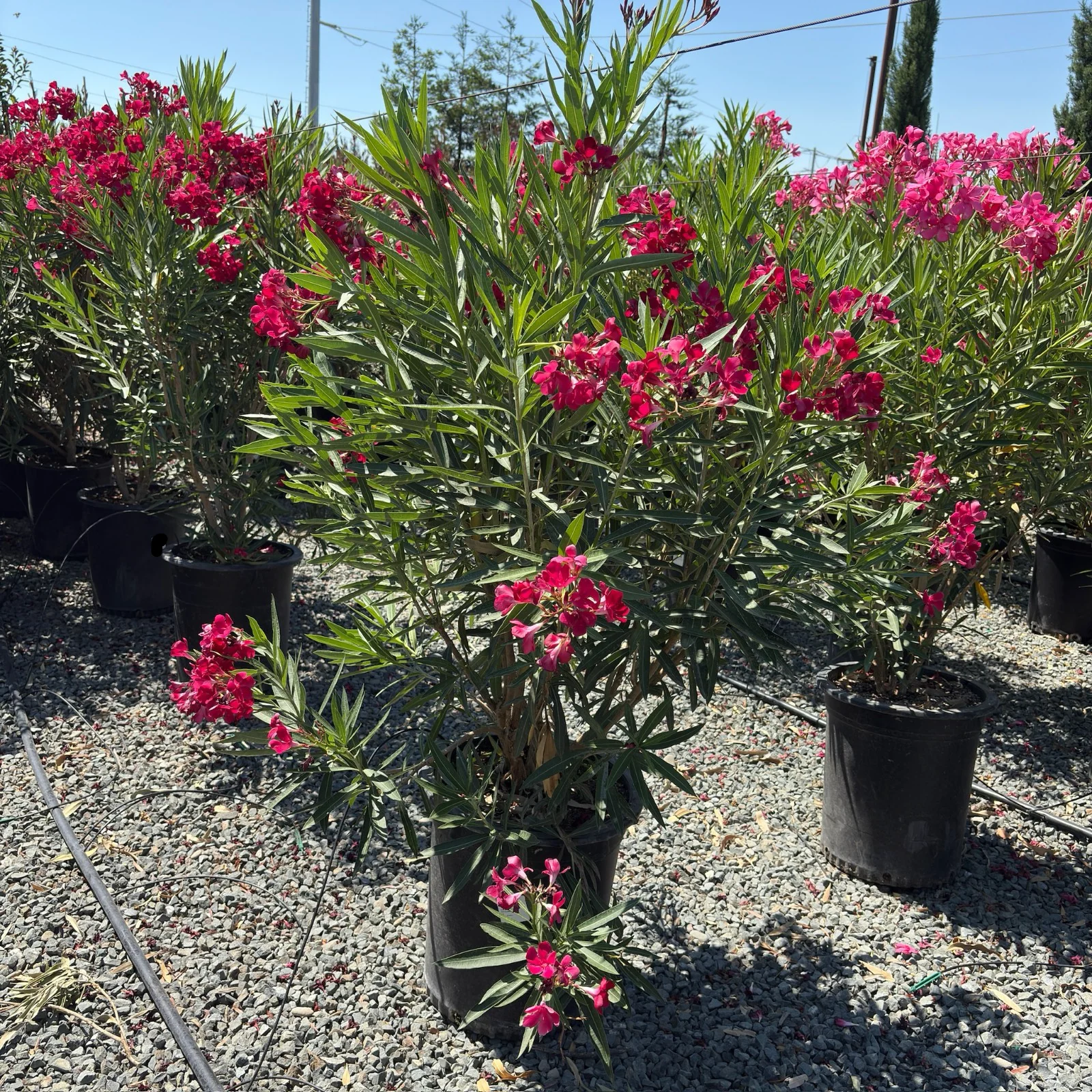 Single Red Oleander