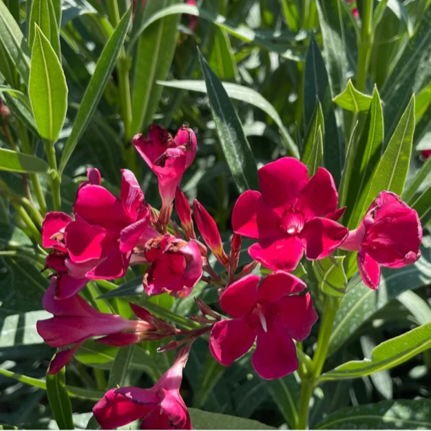 Single Red Oleander - Image 2