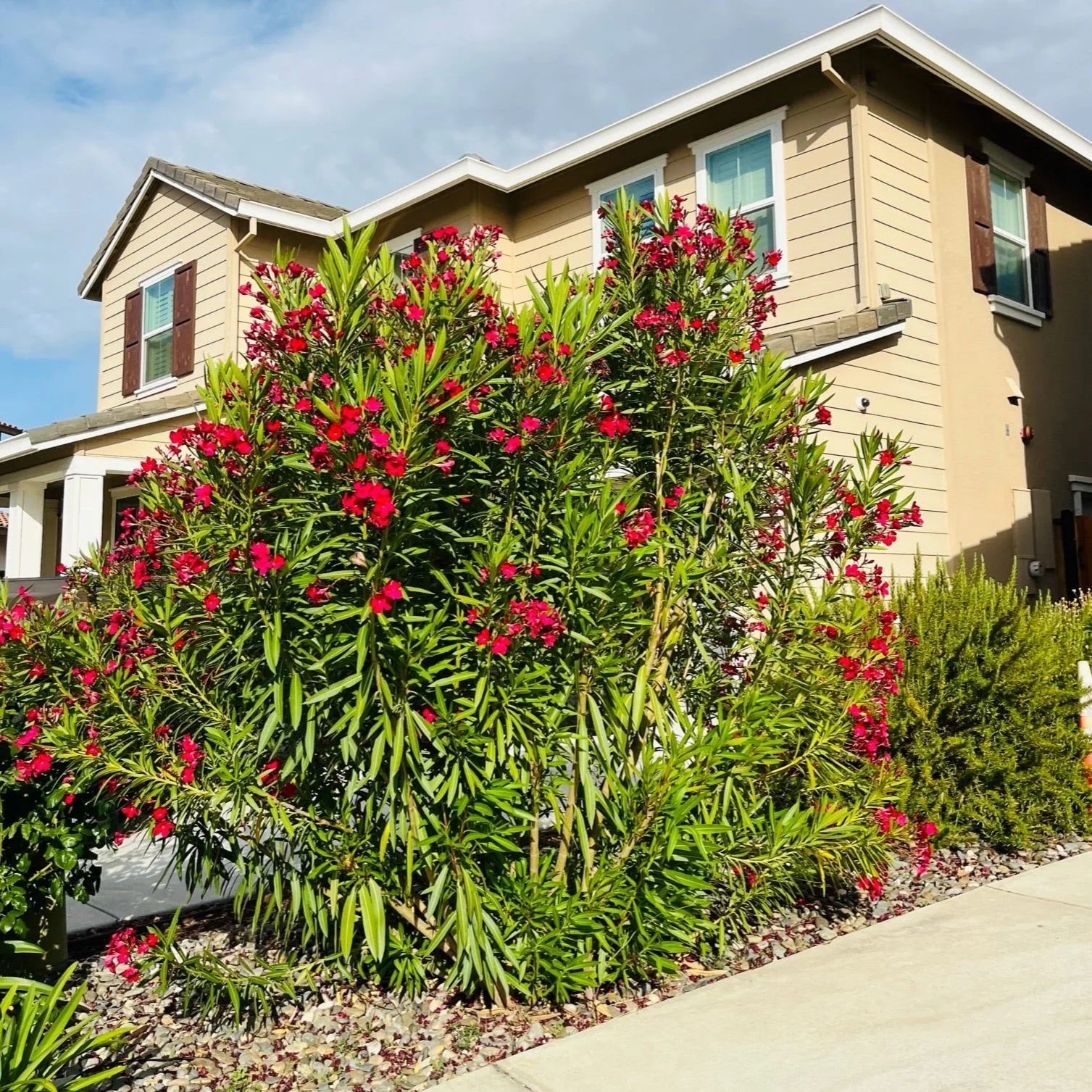 Single Red Oleander - Image 3