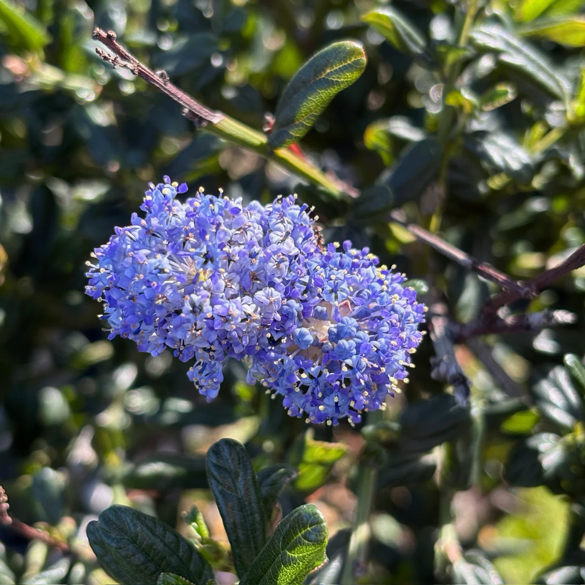 Skylark California Lilac - Image 1